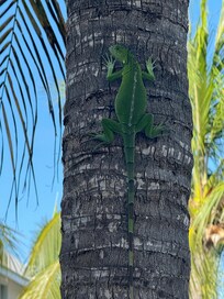 Iguana