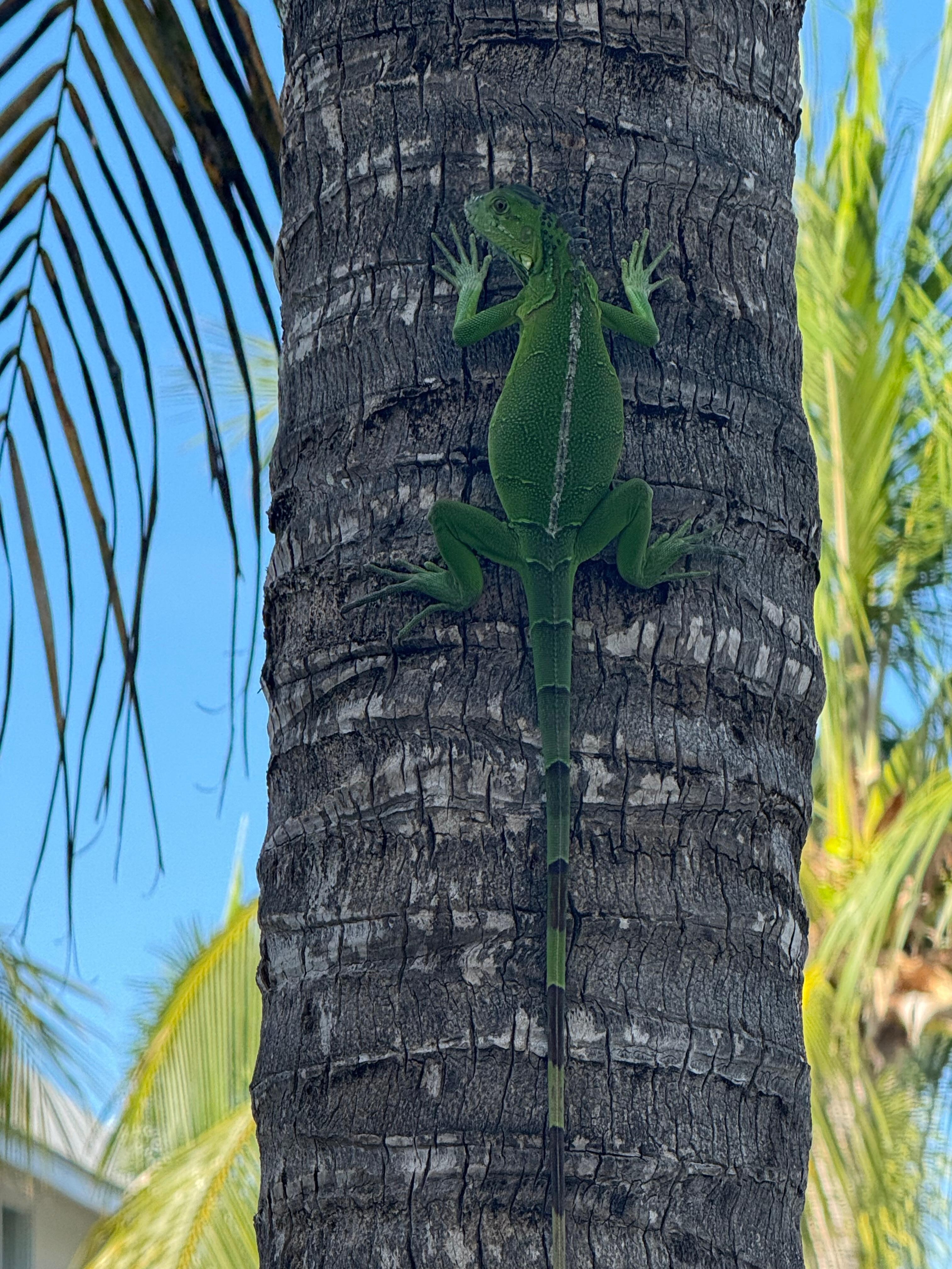 Iguana