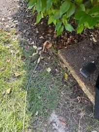 Permanent dog lease