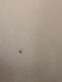 Mosquitoes everywhere