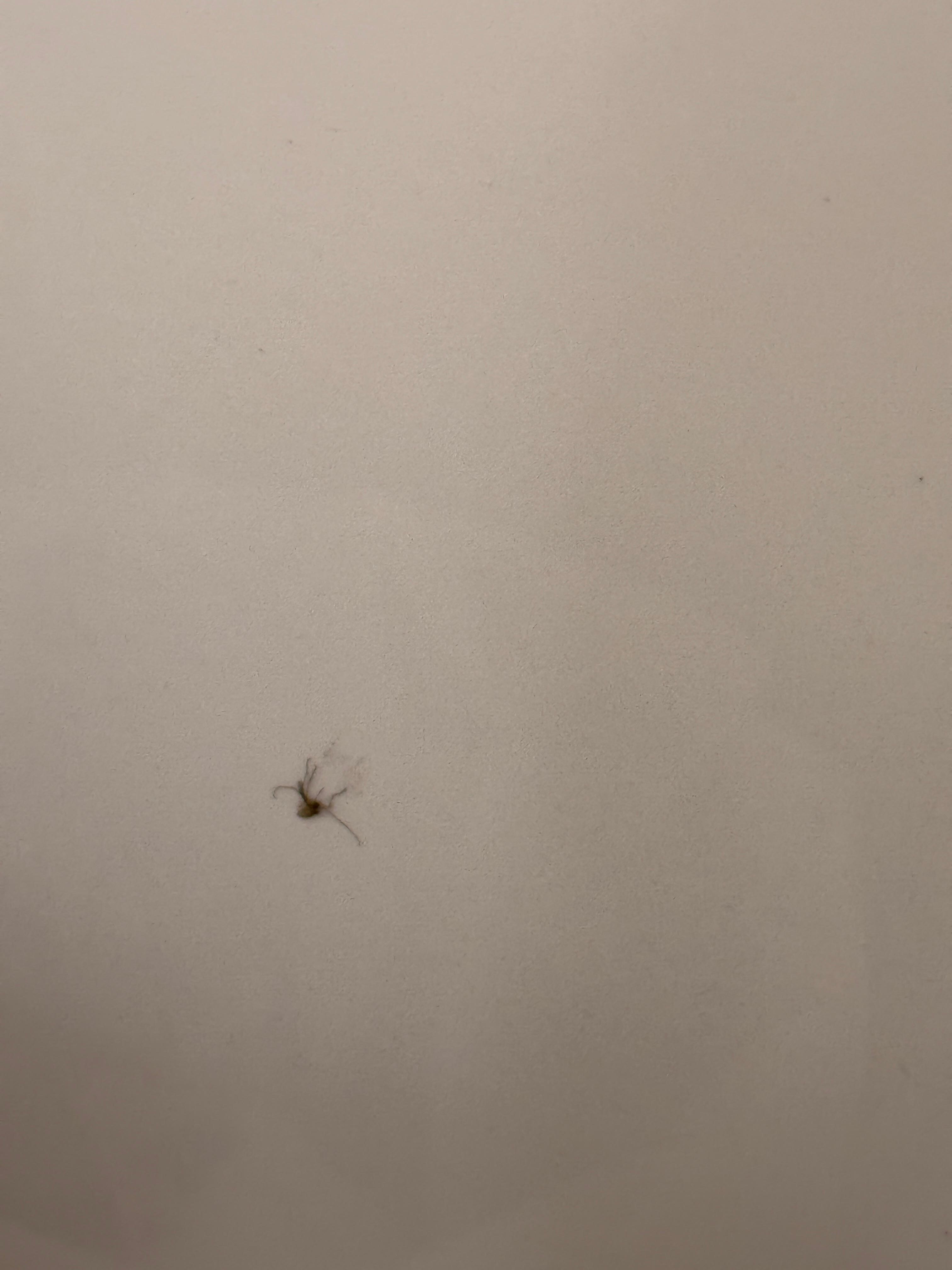 Mosquitoes everywhere 
