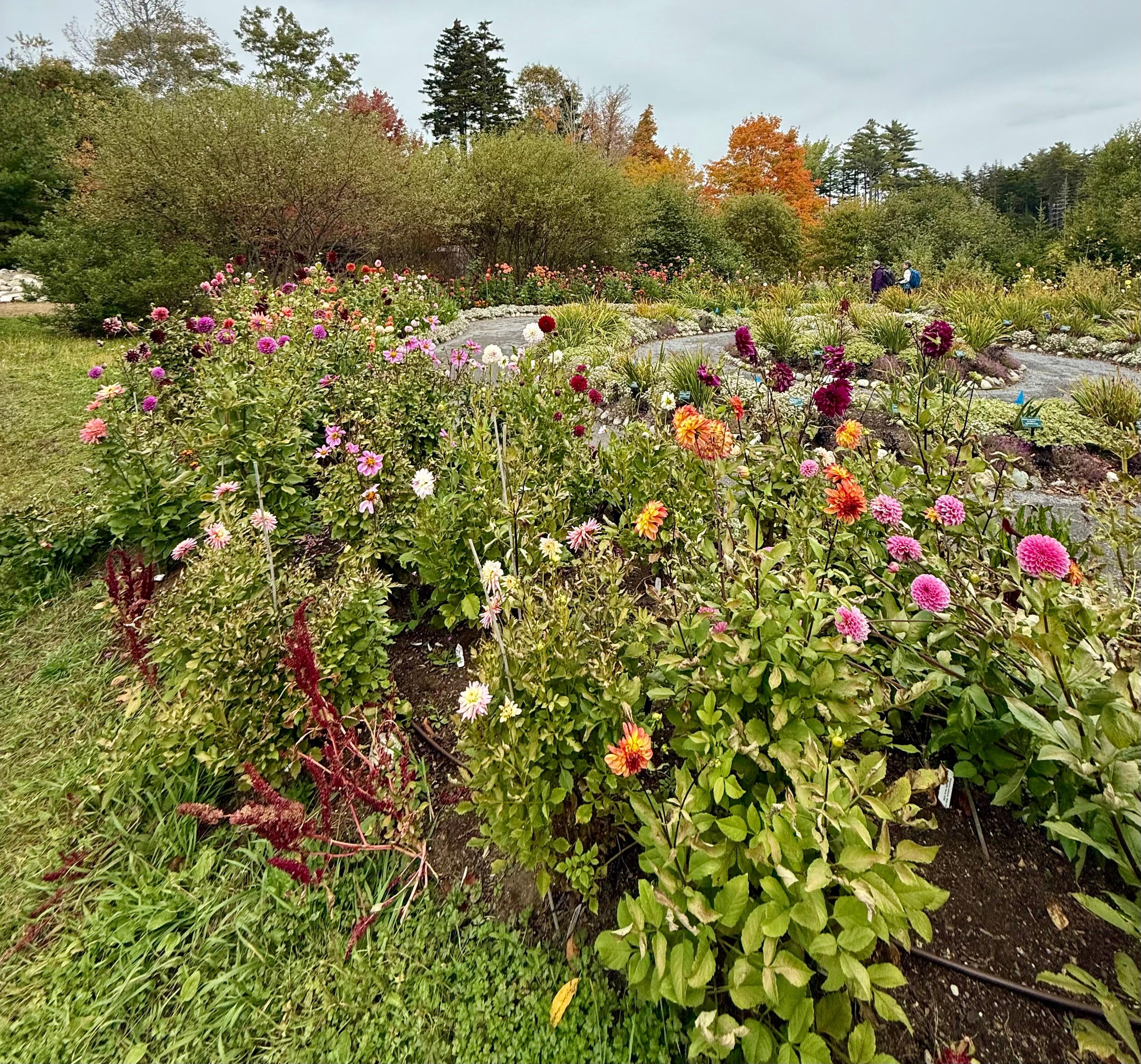 Costal Maine Botanical Gardens 