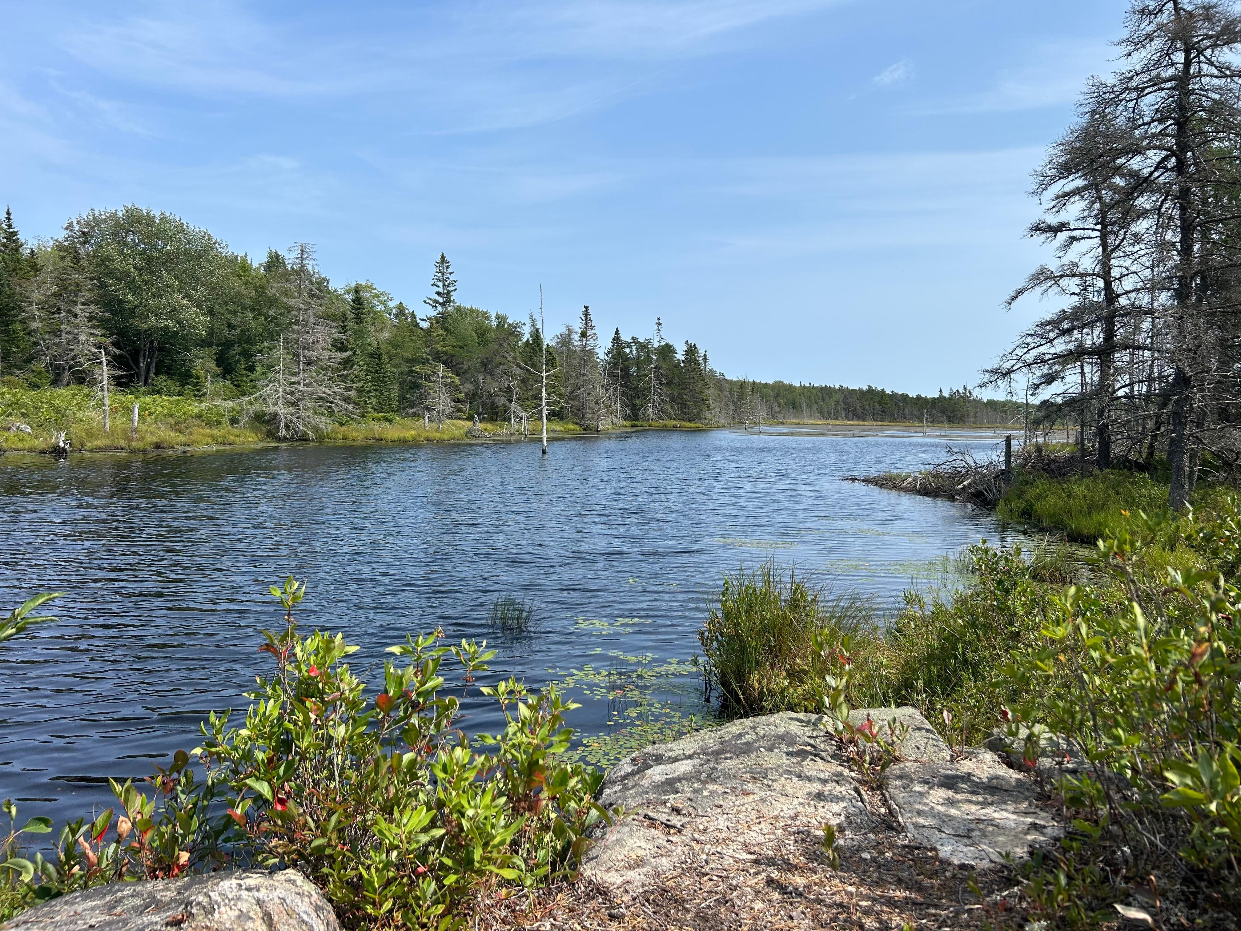 A view from the walking trail on the Corea Heath, north.