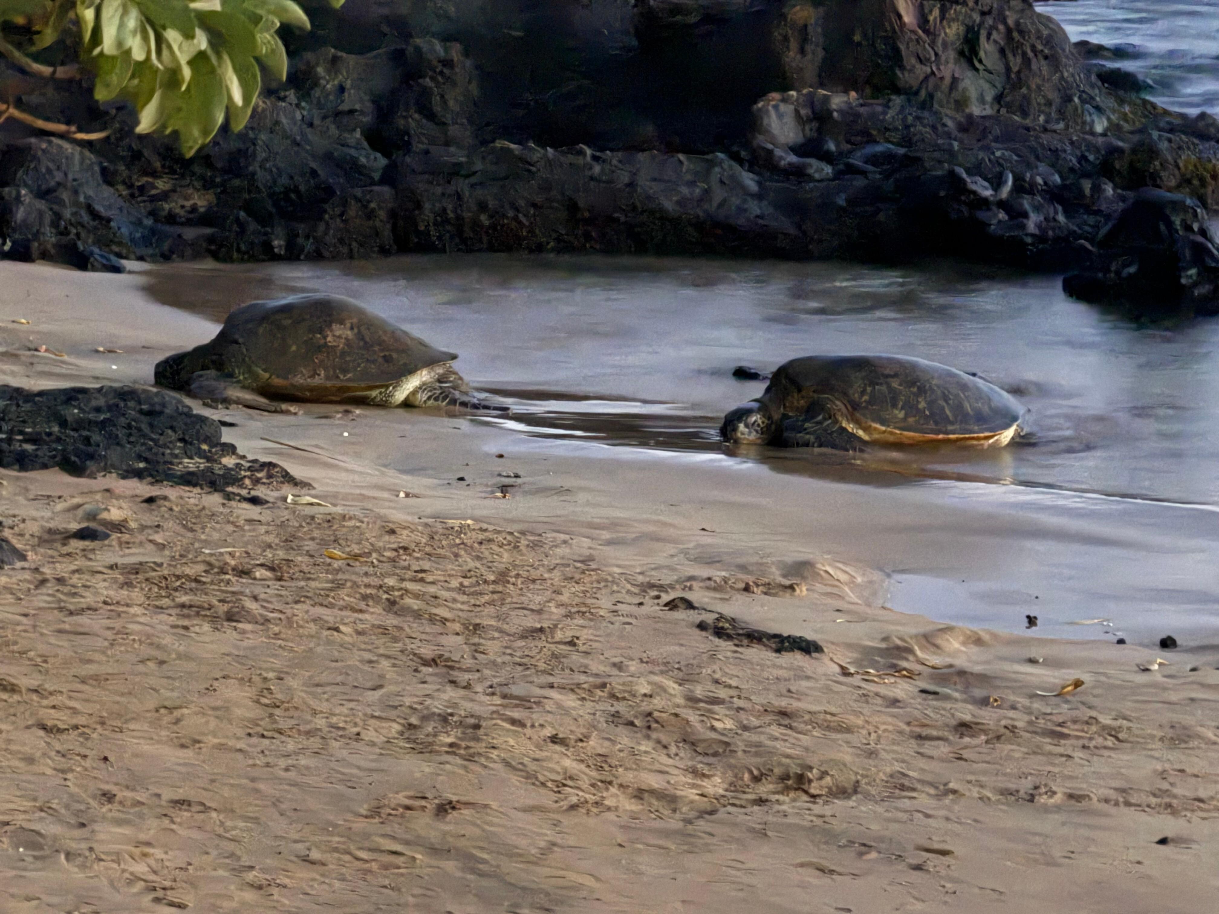 Turtles sleeping at night. 