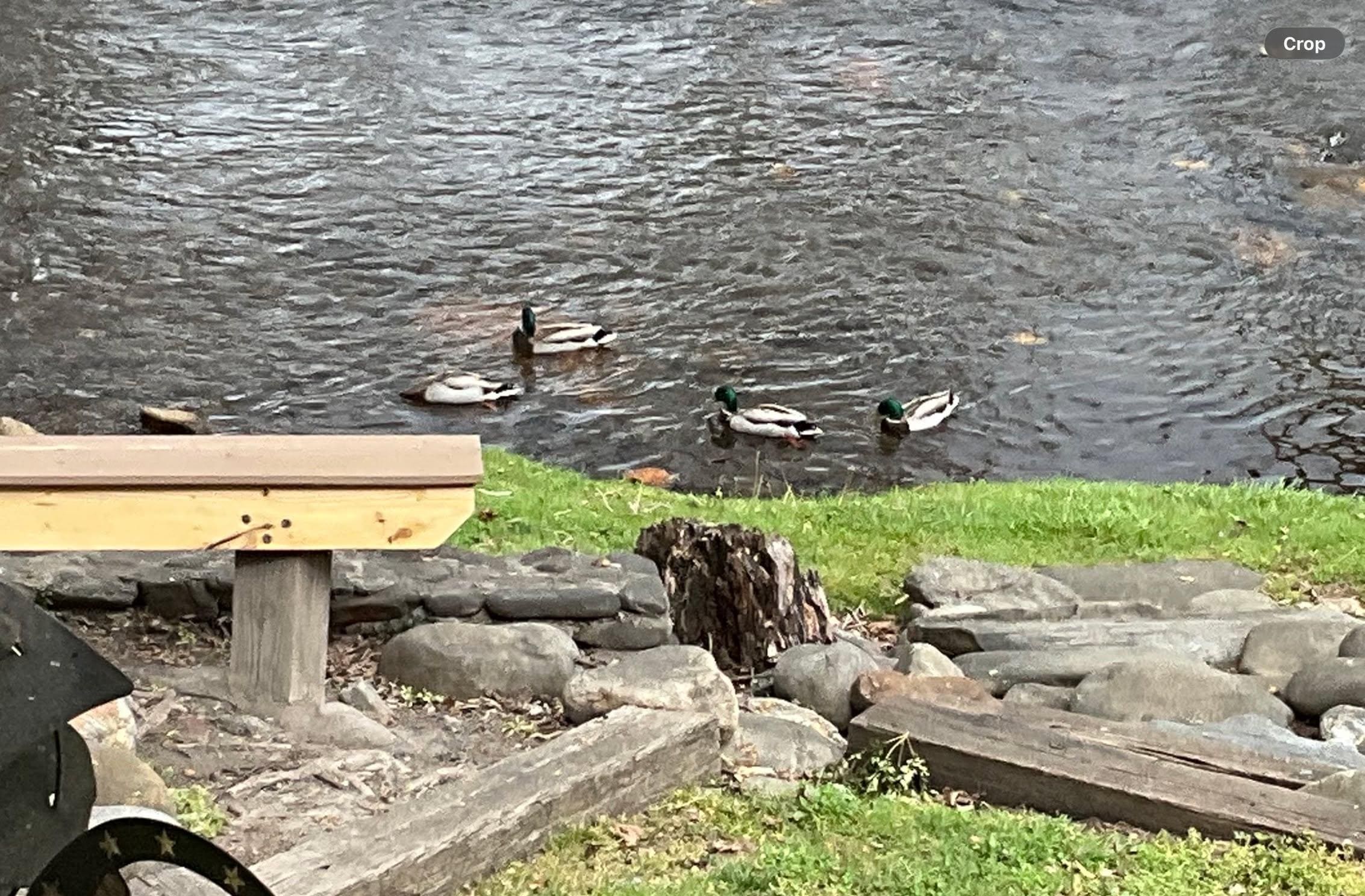 Ducks made regular visits 