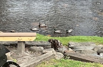 Ducks made regular visits