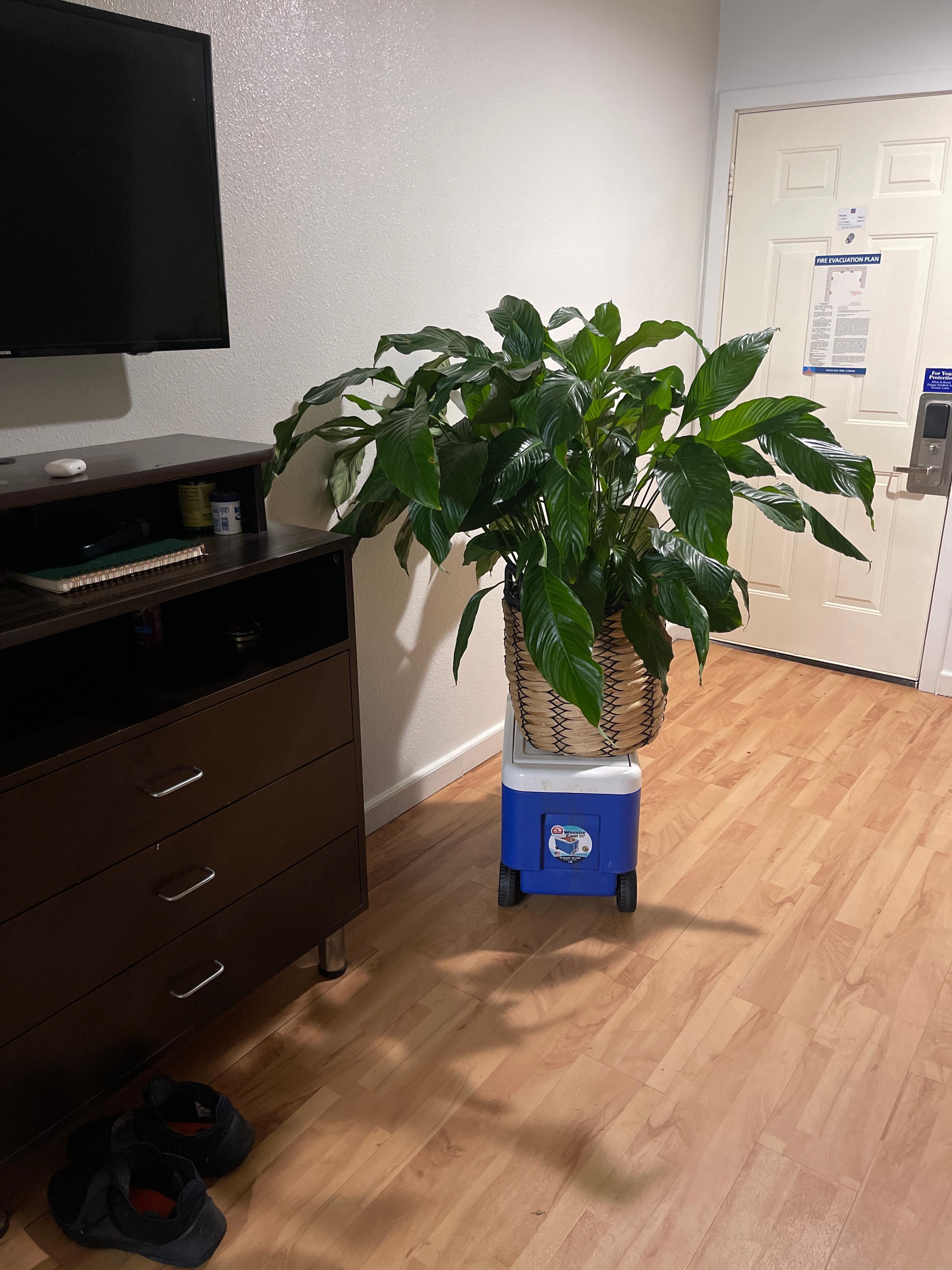 I knew I would feel more comfortable with a plant from home so quirky me put her in the back seat and brought it along.