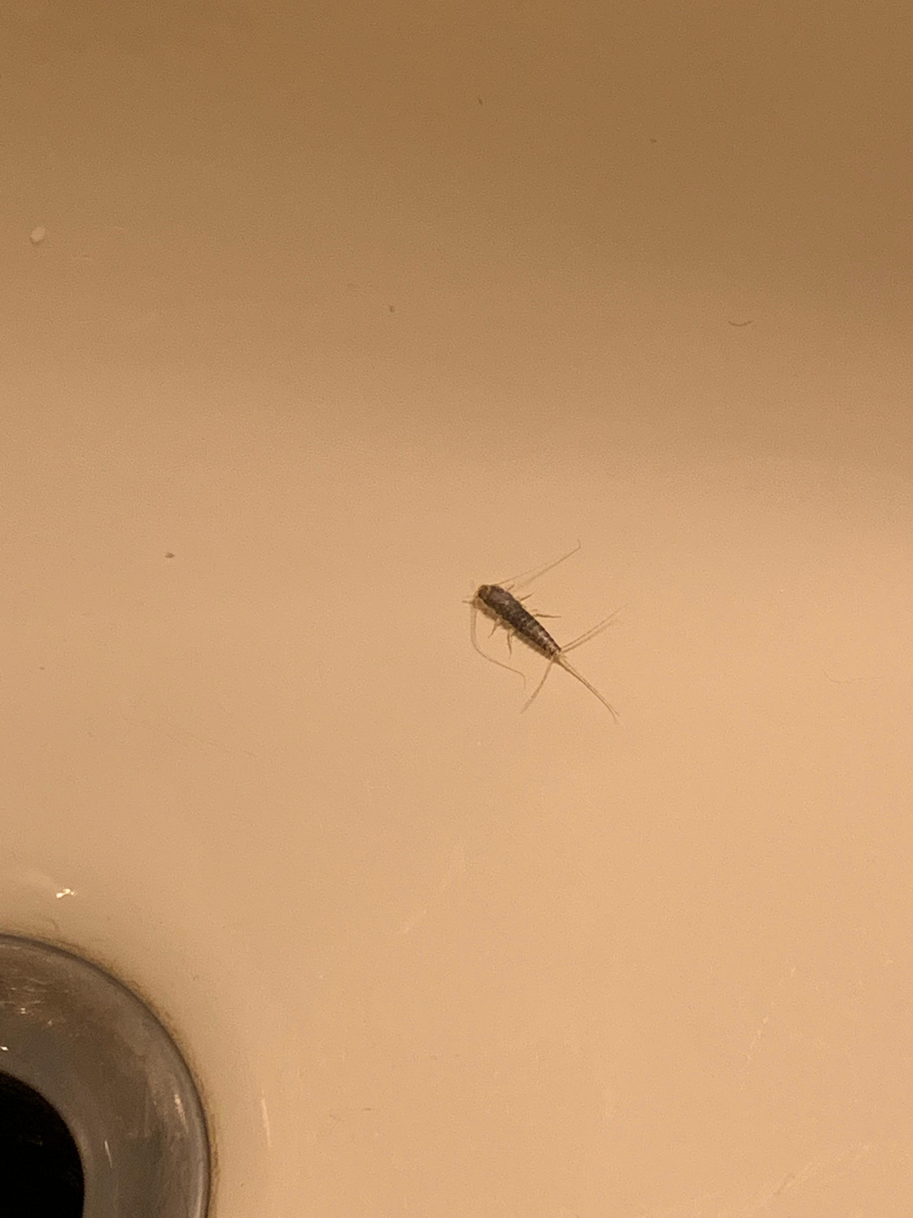 These silverfish were everywhere!