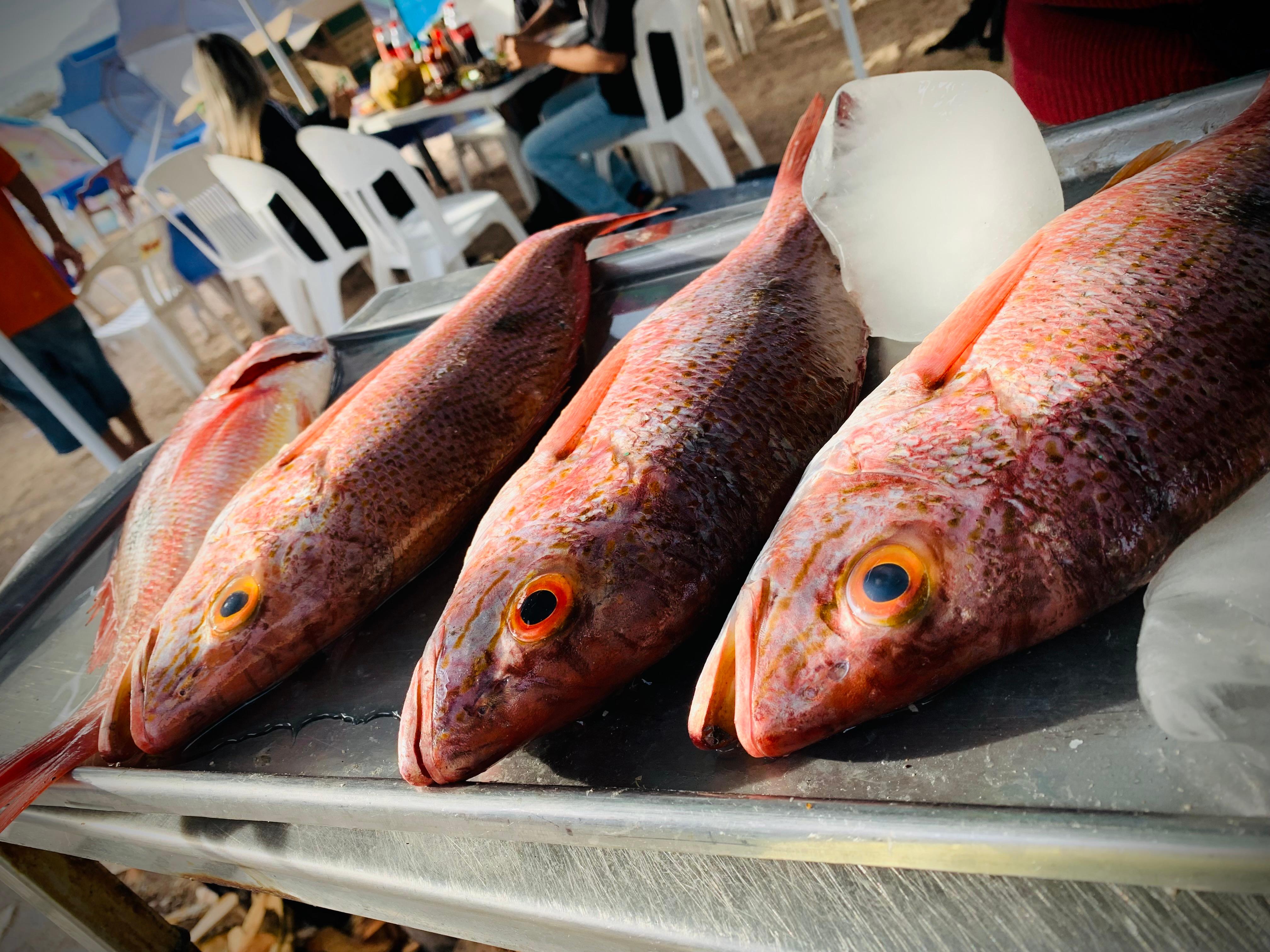 Fresh fish and seafood in Mazatlan