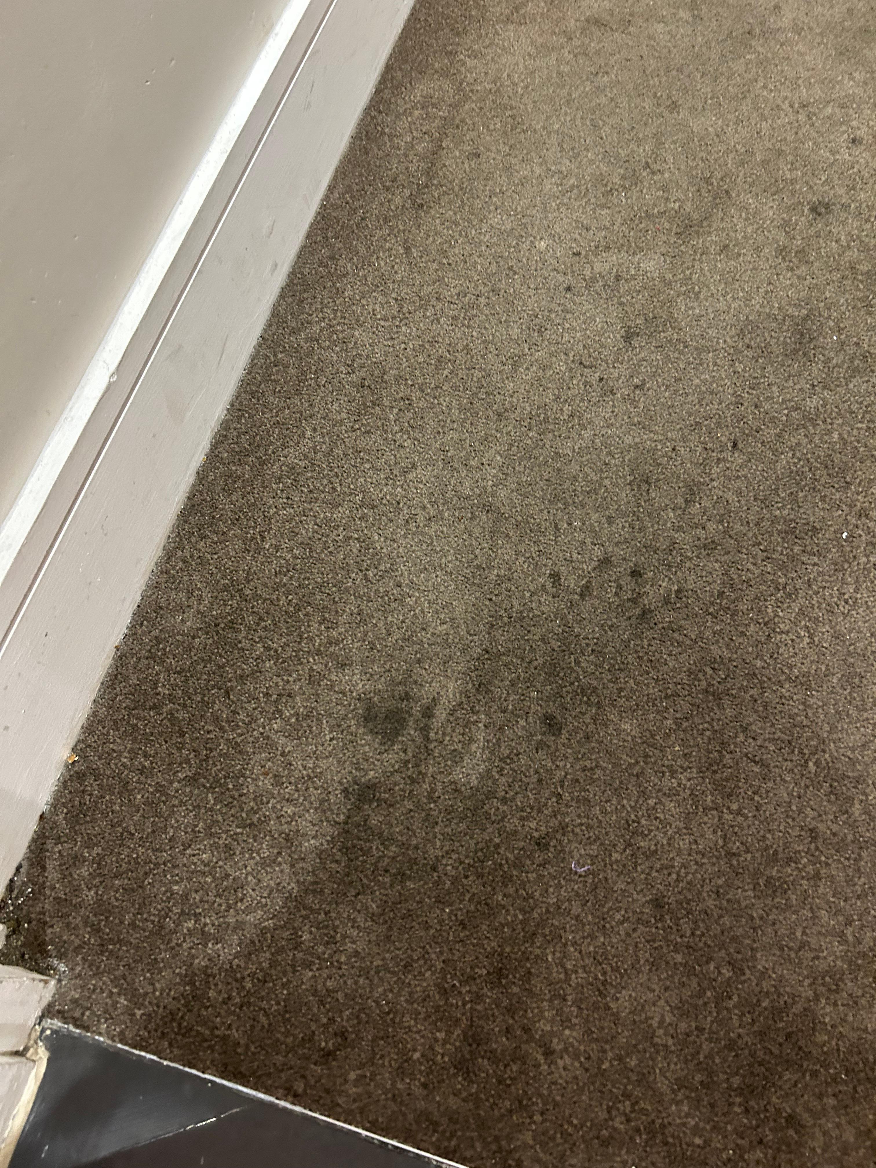 11/28/2024
All carpet soiled throughout unit.