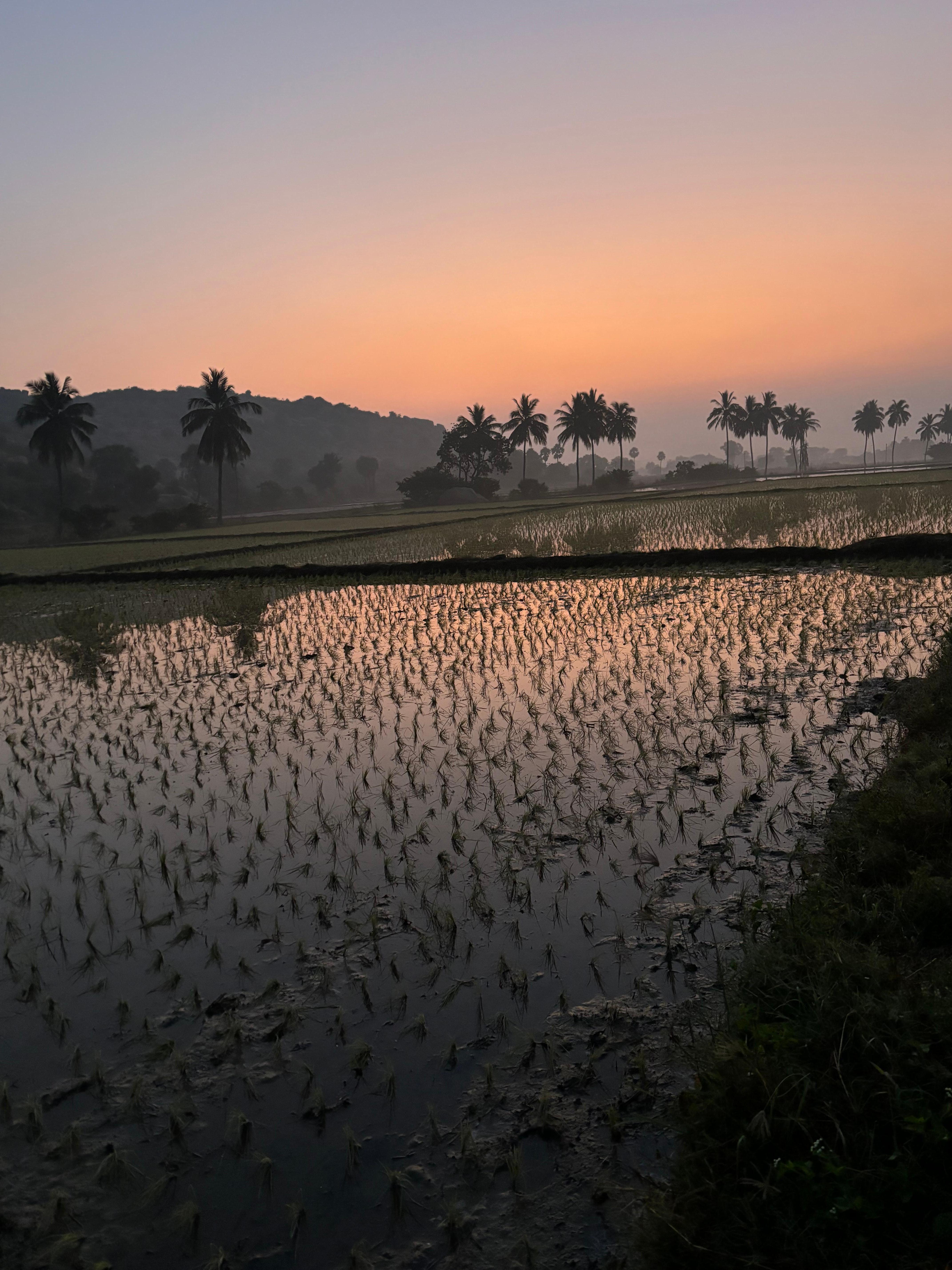 Dawn at paddy fields next to hostel