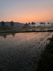 Dawn at paddy fields next to hostel