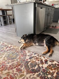 16 year-old Charlie loved the cool floors. Please note that the host did provide a dog bed. :-)