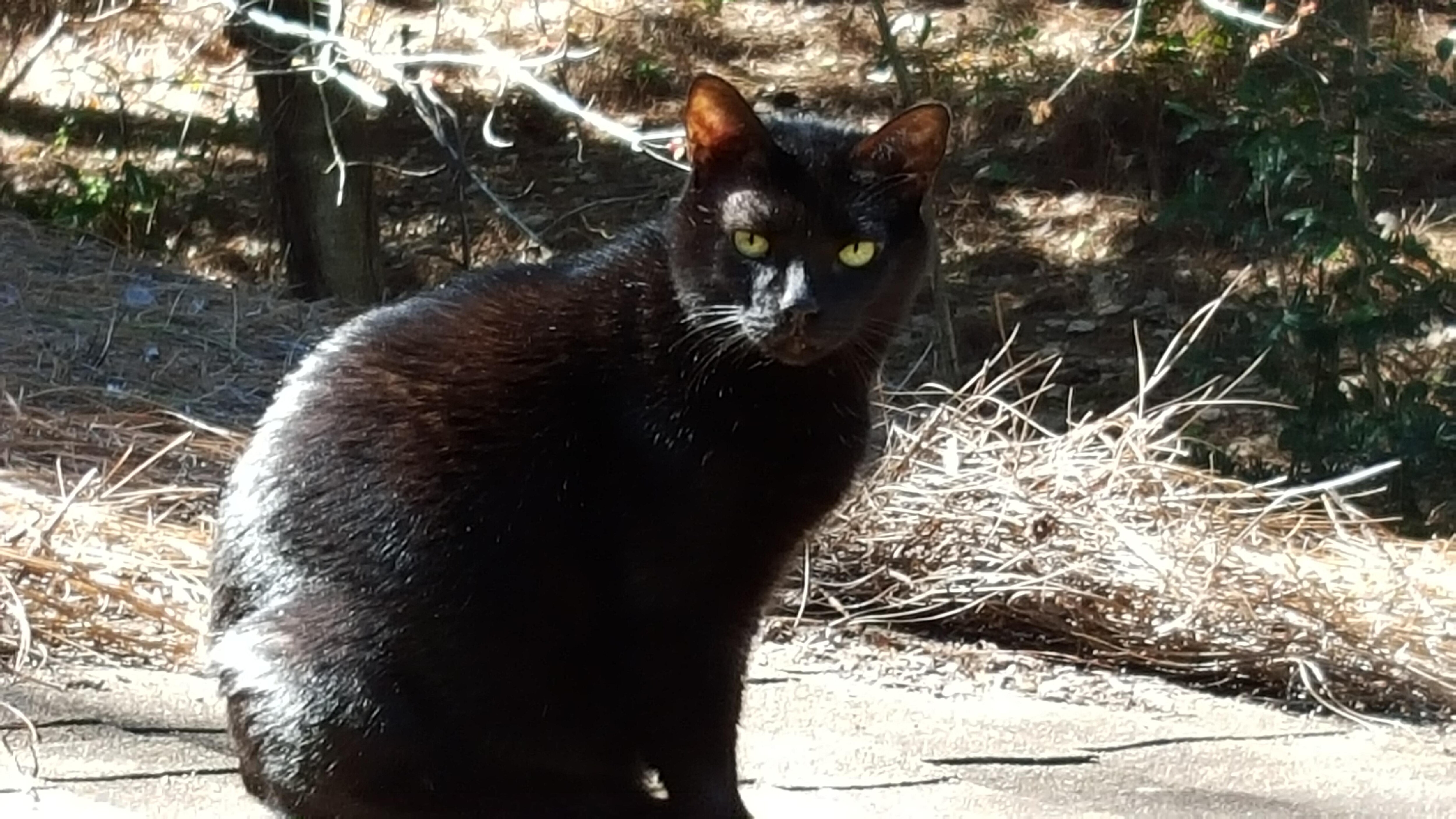 I drove from Florida to North Carolina to adapt a beautiful manx. Everyone at the hotel were so excited while I waited for his arrival. The rewards went beyond words. Thank you Hampton Inn for your hospitality.