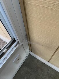 spiderwebs