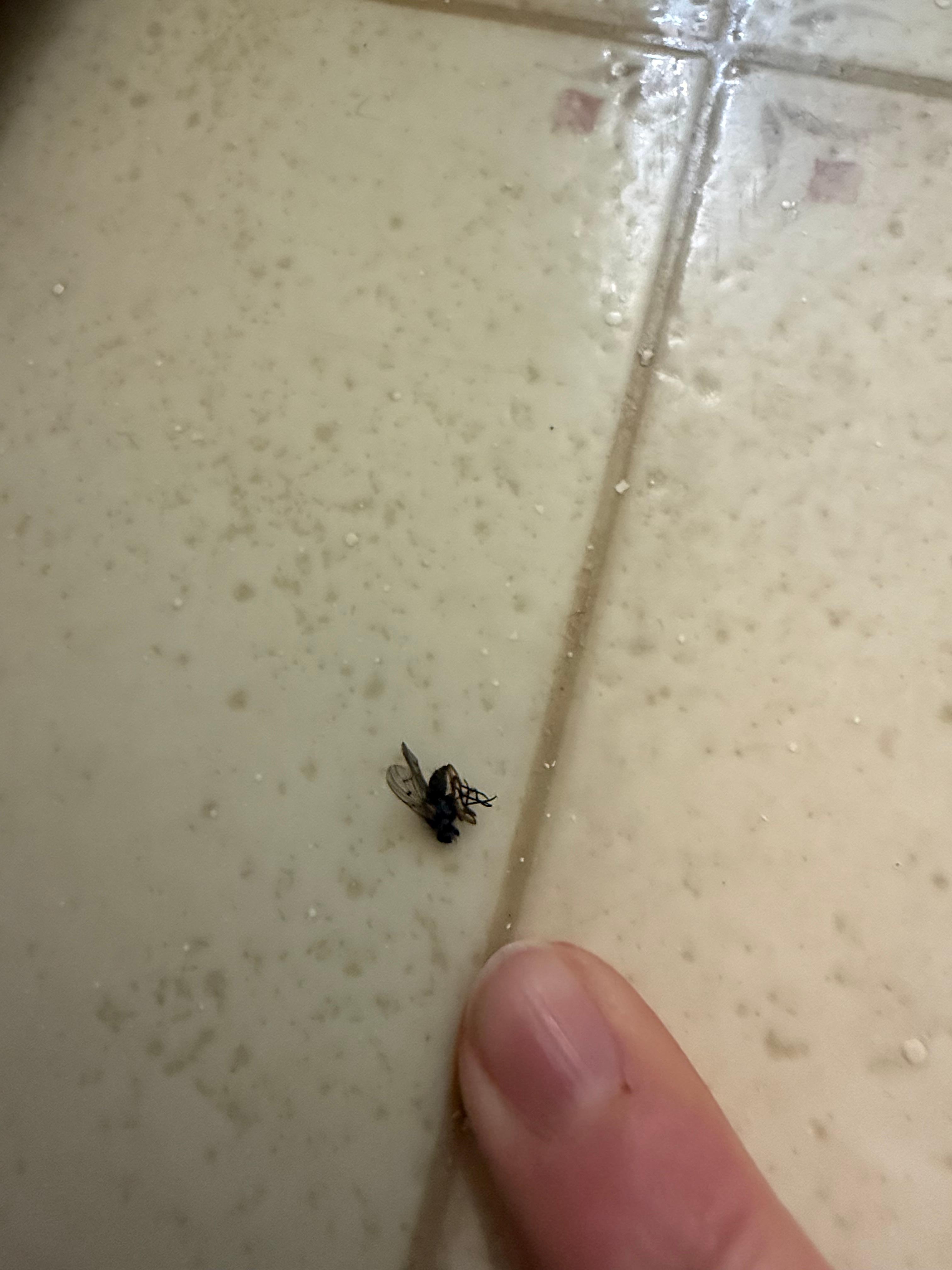 Bug on bathroom floor