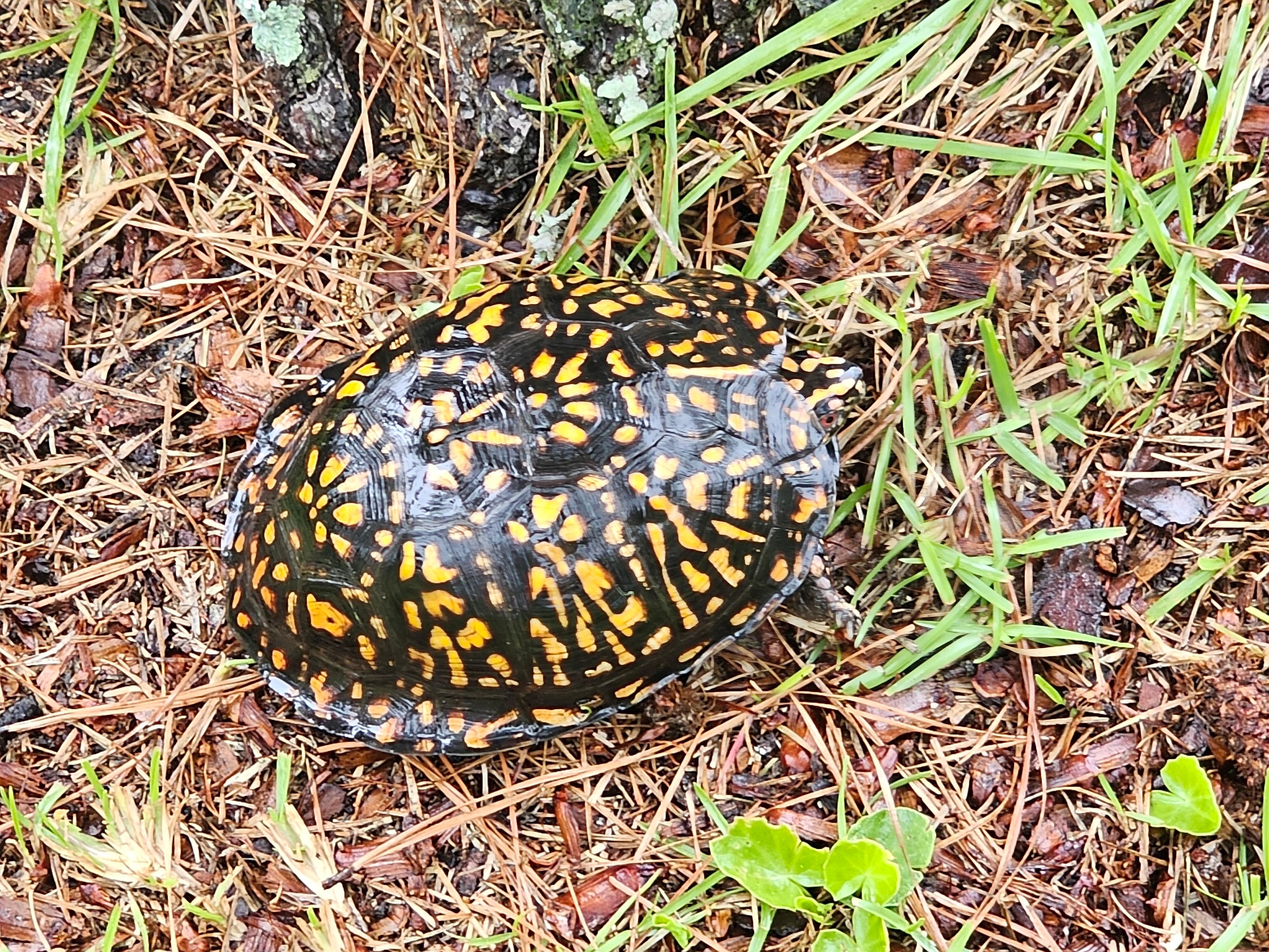 Box turtle that strolled through the lawn. 