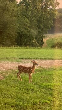 Bambi