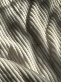 Spider on the bed