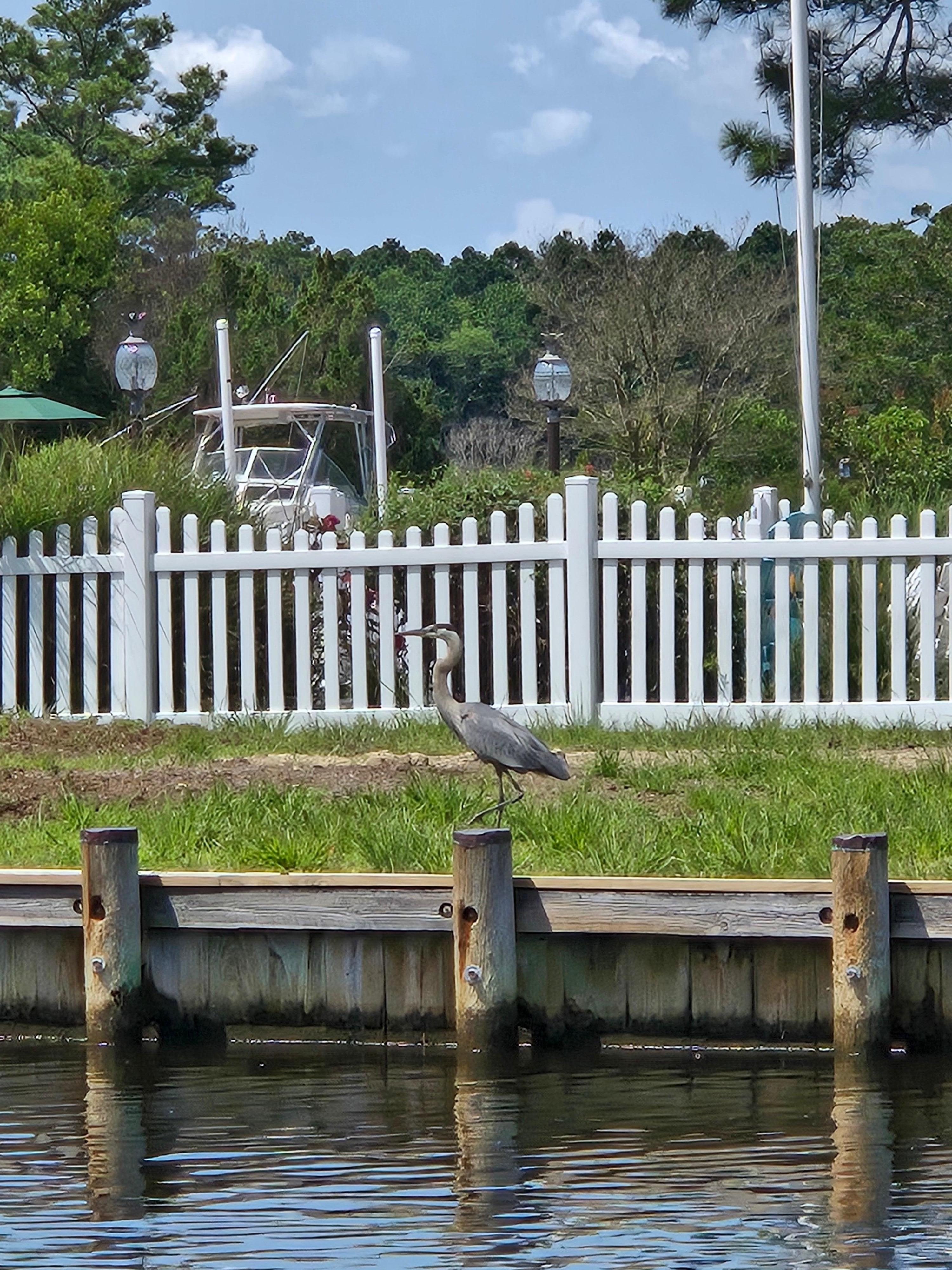 Heron across the canal