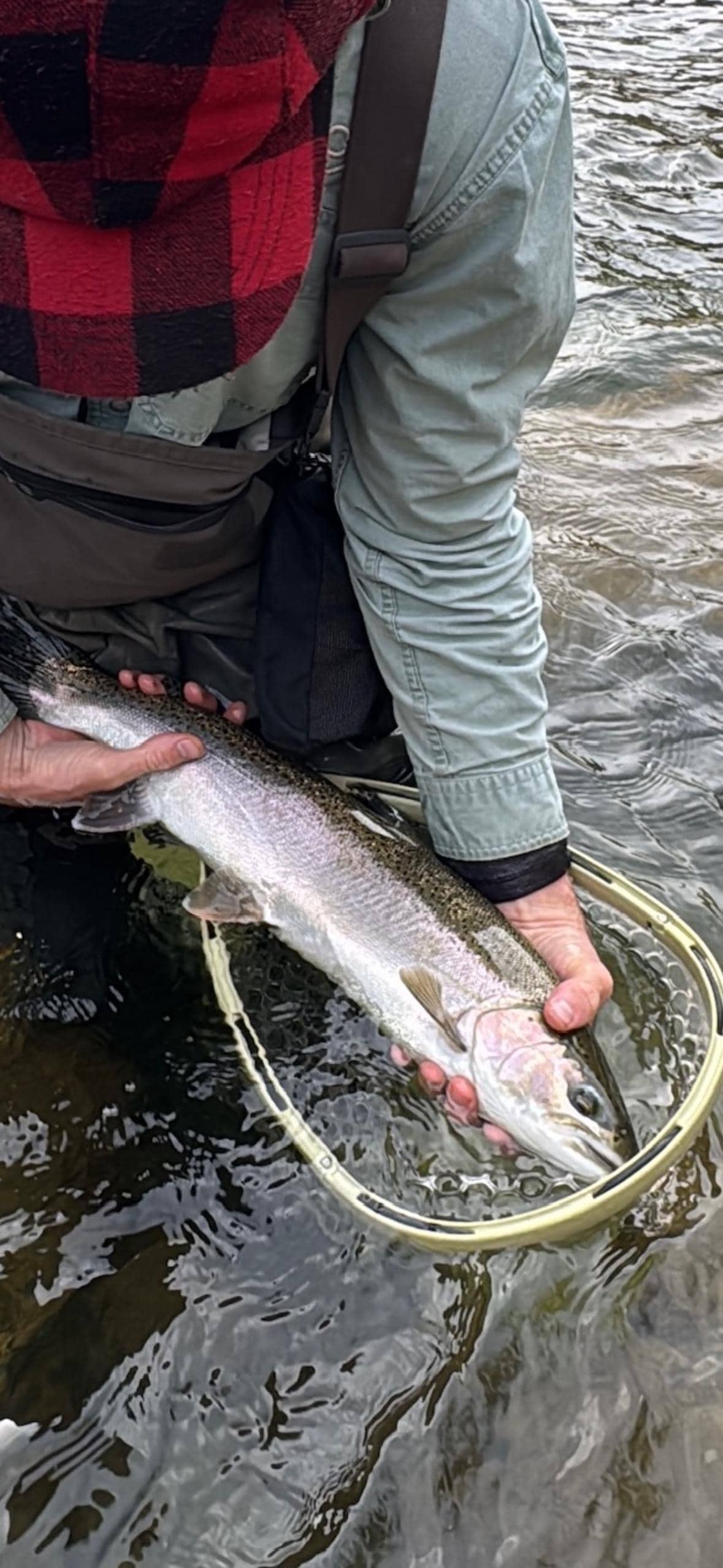 steelhead on trinity