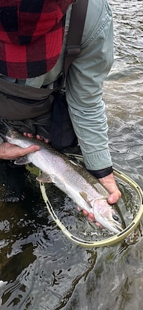 steelhead on trinity