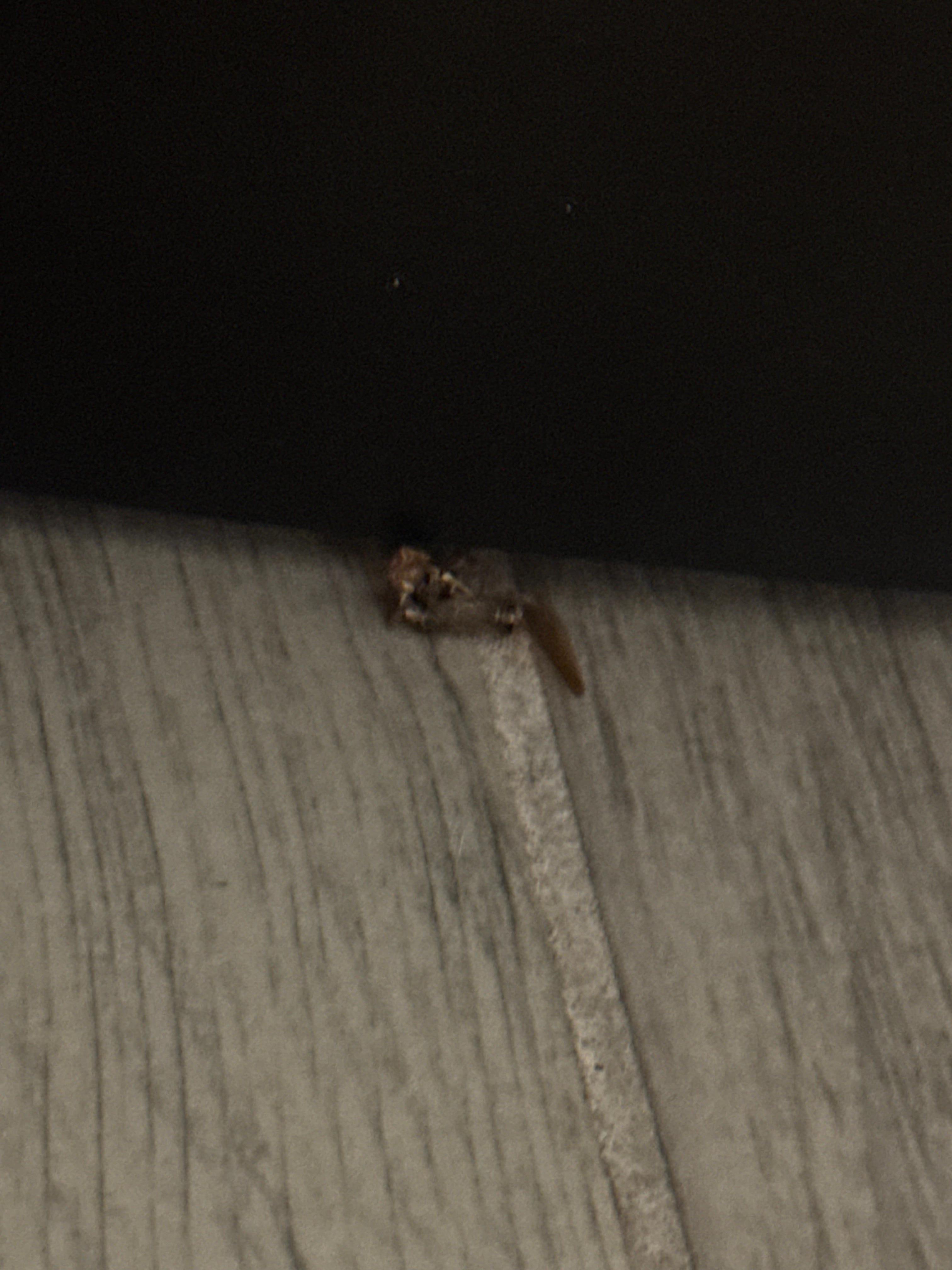 Roach kitchen floor