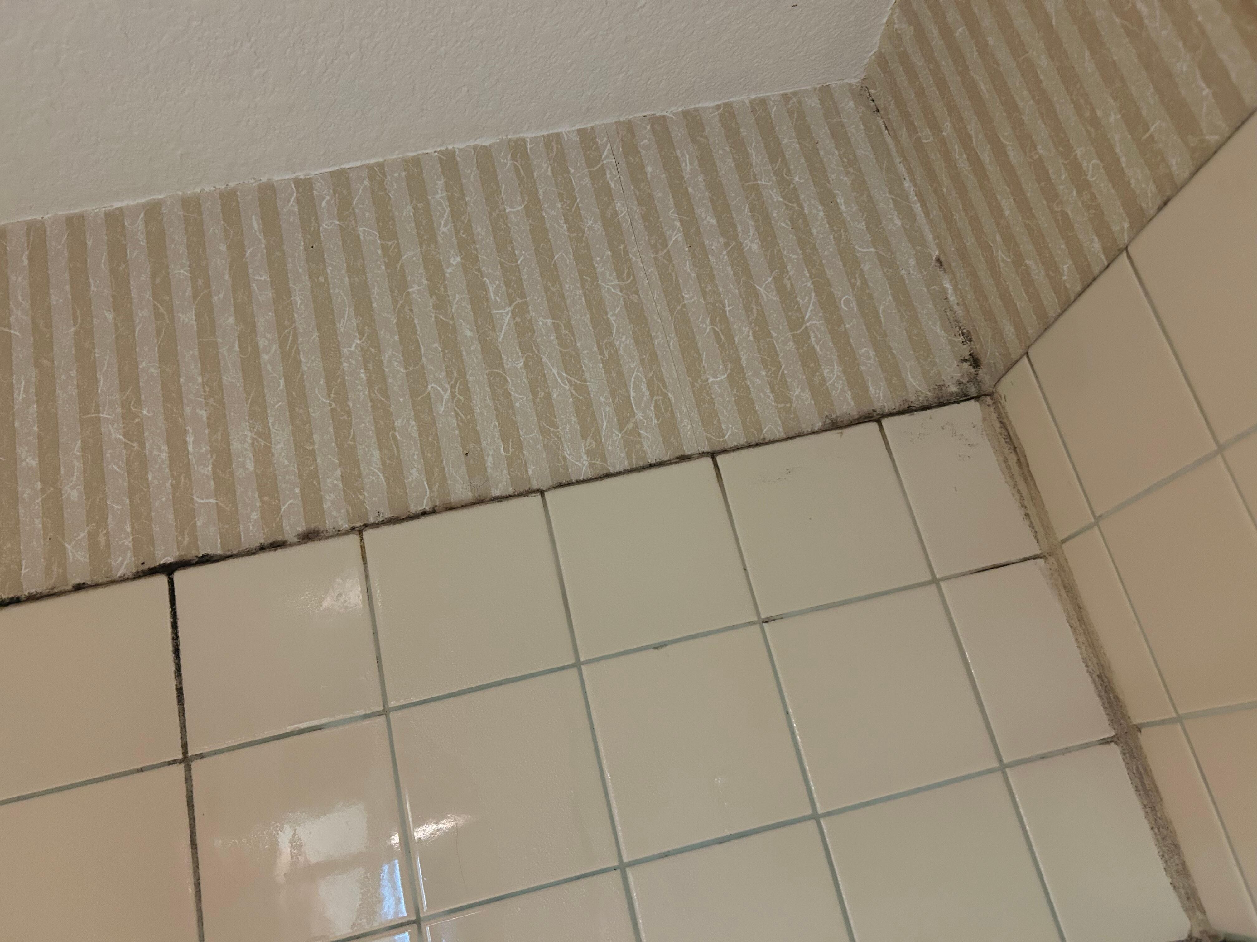 Disgusting mildew in the shower tiles