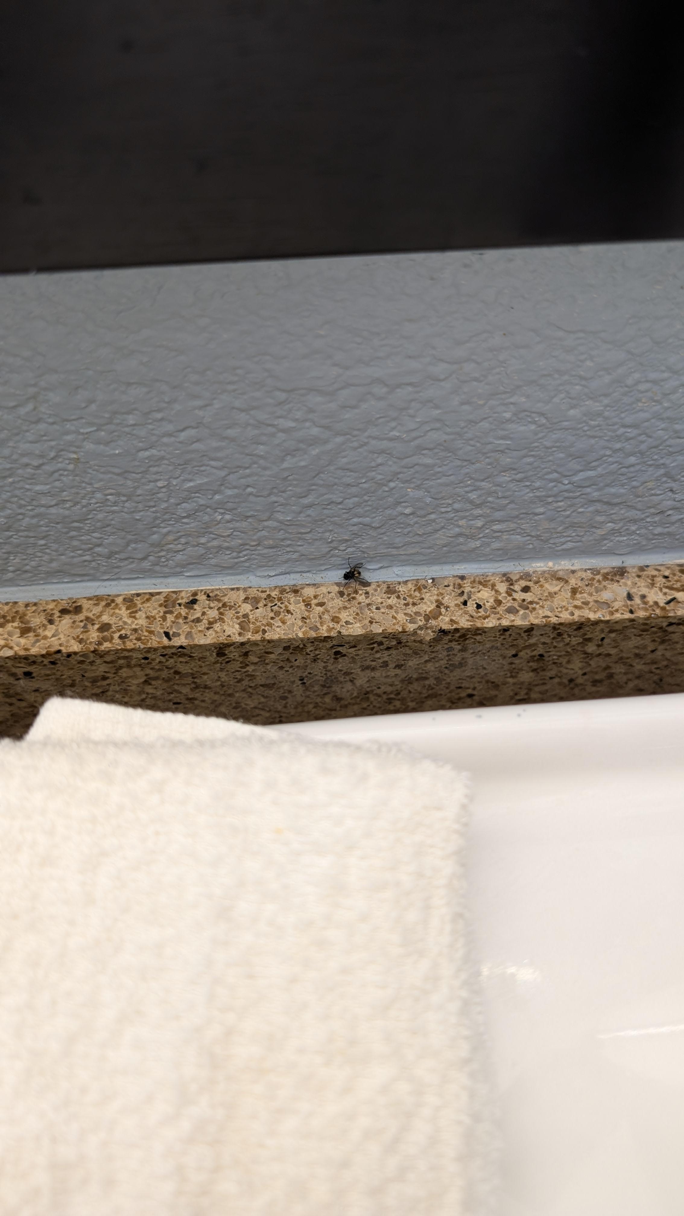 Dead fly in the bathroom