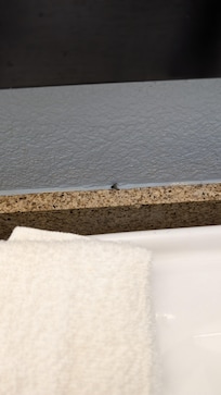 Dead fly in the bathroom