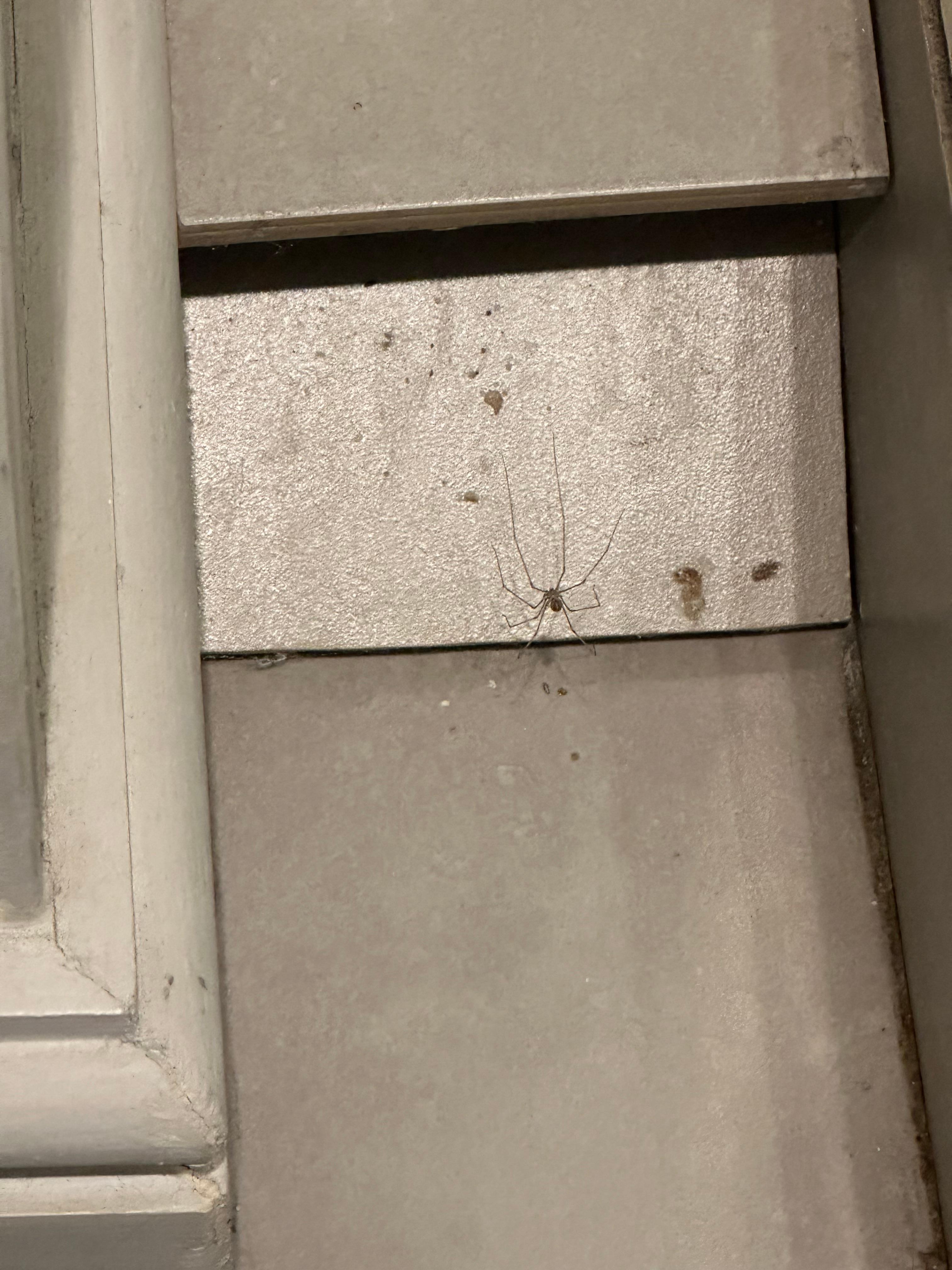 Spiders everywhere especially in the bathroom