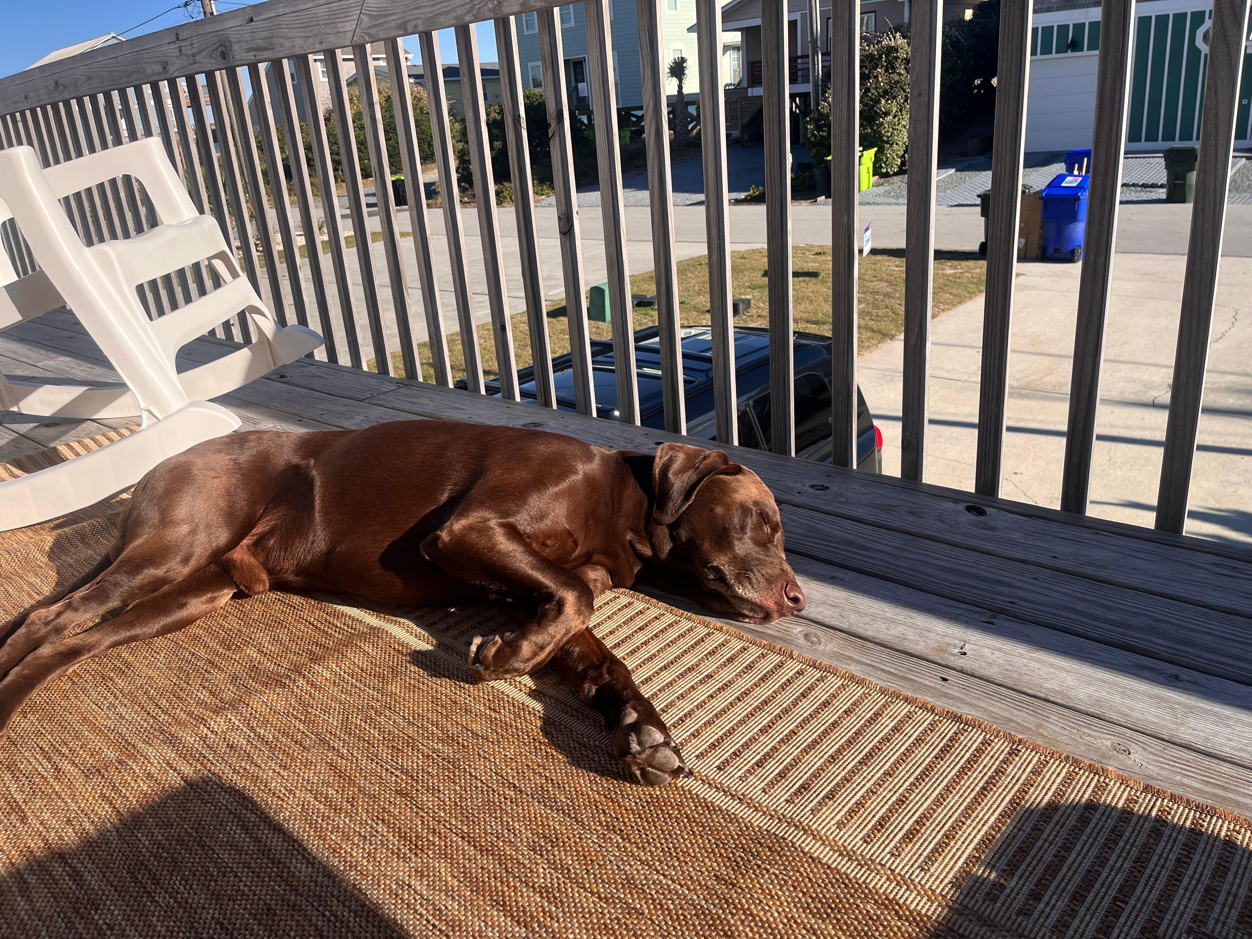 My lab's favorite morning spot