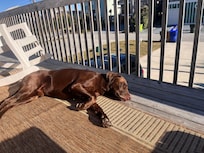 My lab's favorite morning spot