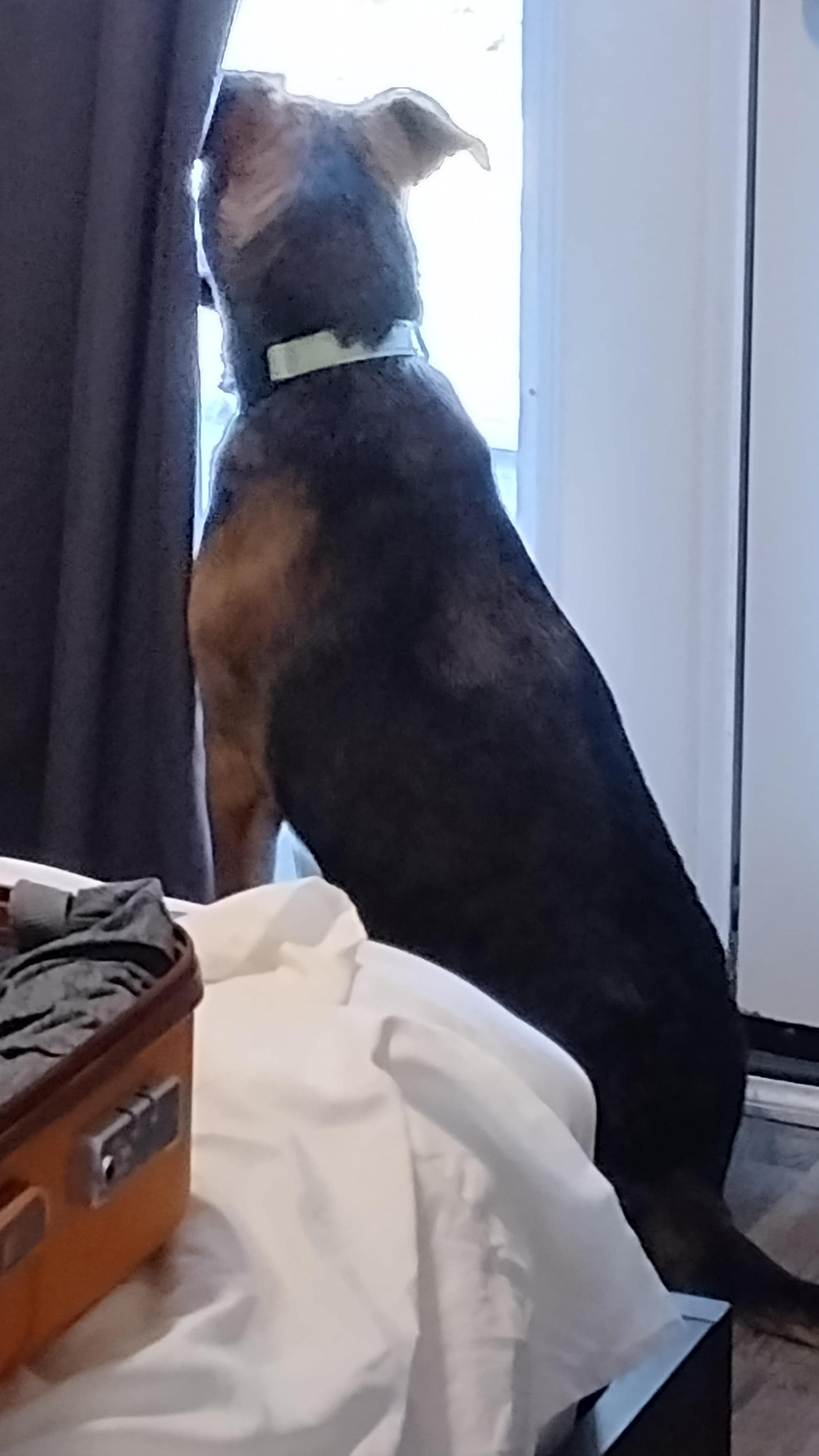 Getting ready to leave and Piper taking one last look out bedroom window.