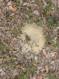 Beware of these ants! They bite!