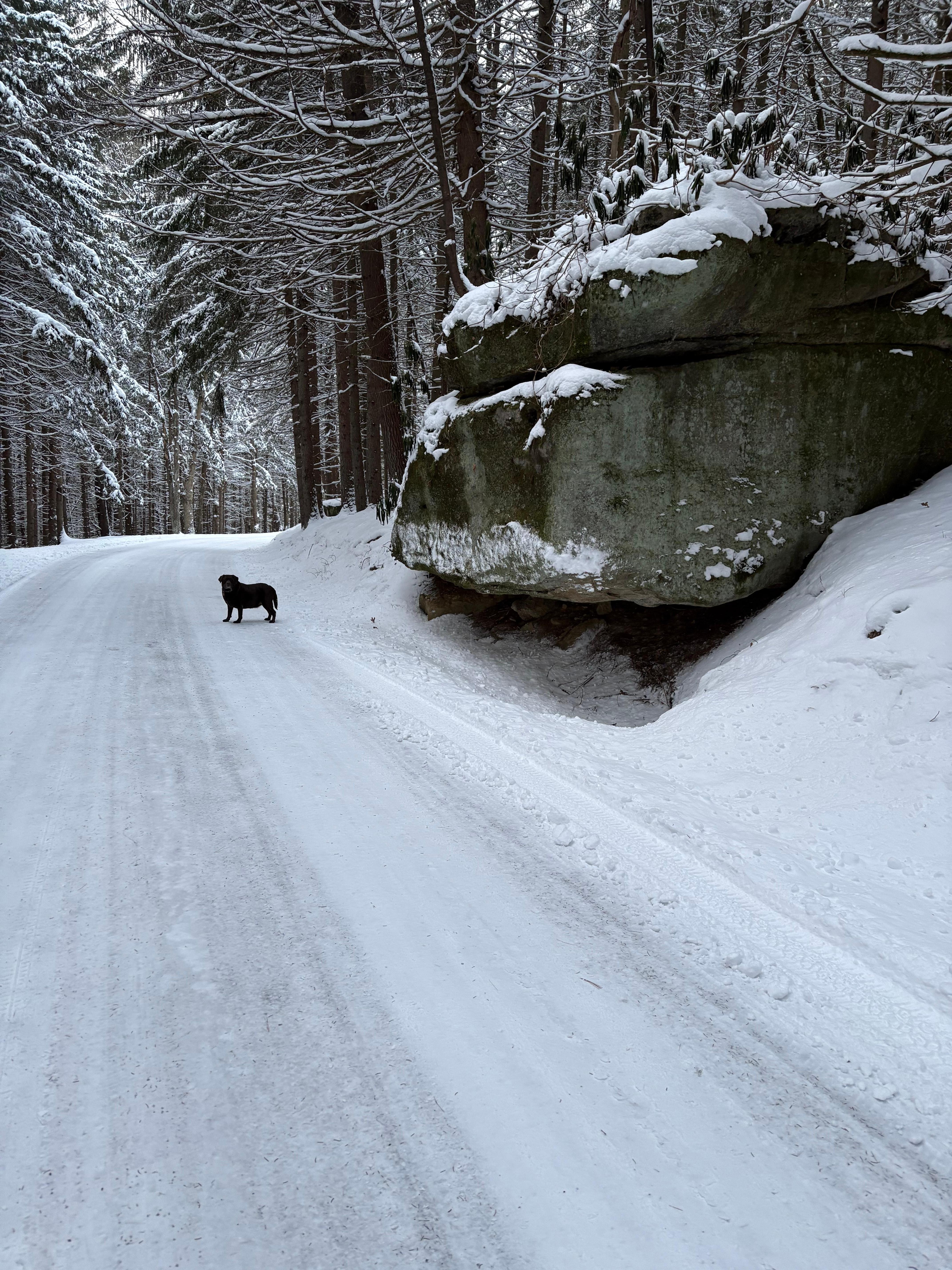 Took the dog on a walk through Clear Creek…she loved it!