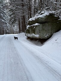 Took the dog on a walk through Clear Creek…she loved it!