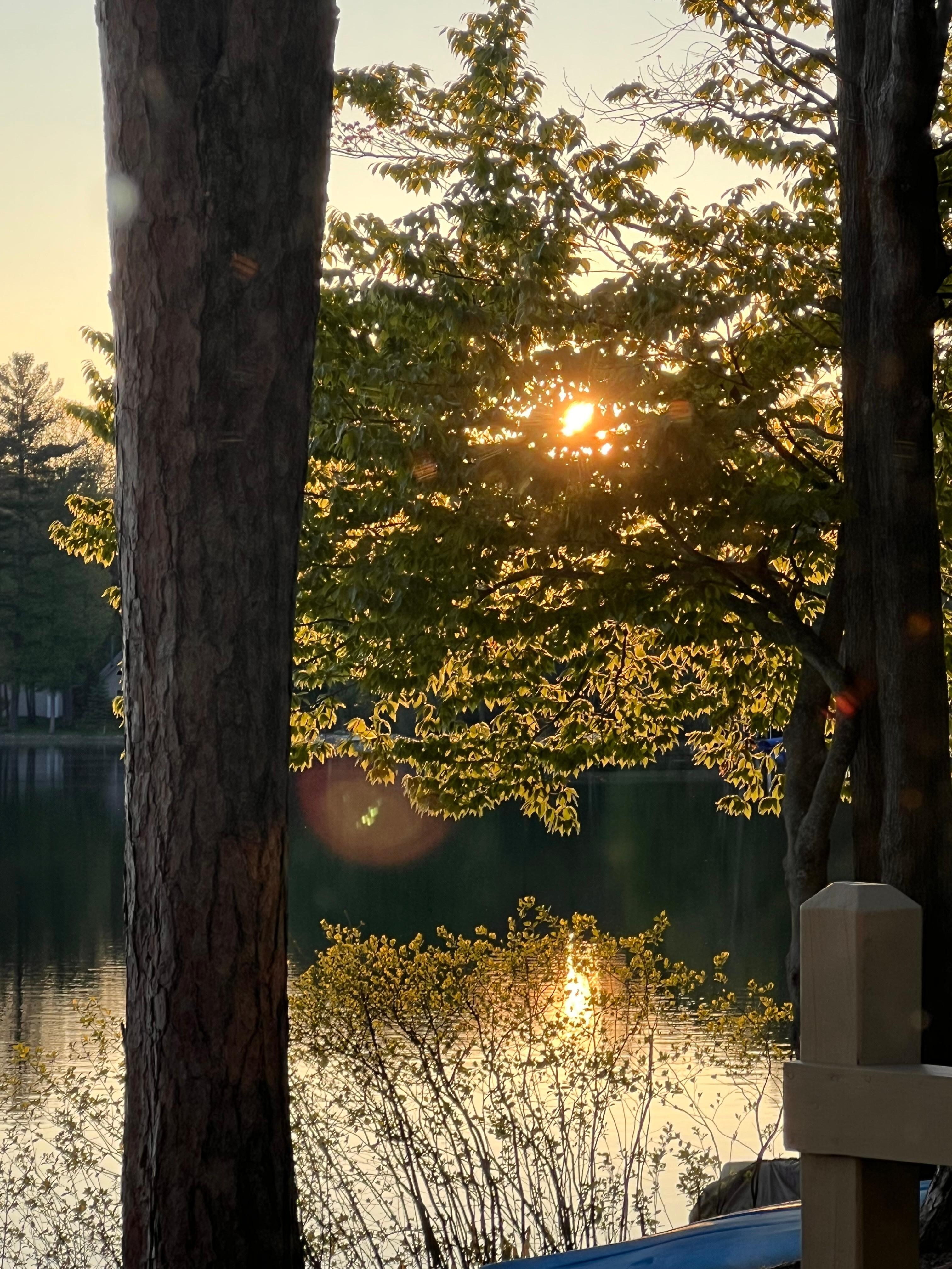 Sunset through the trees