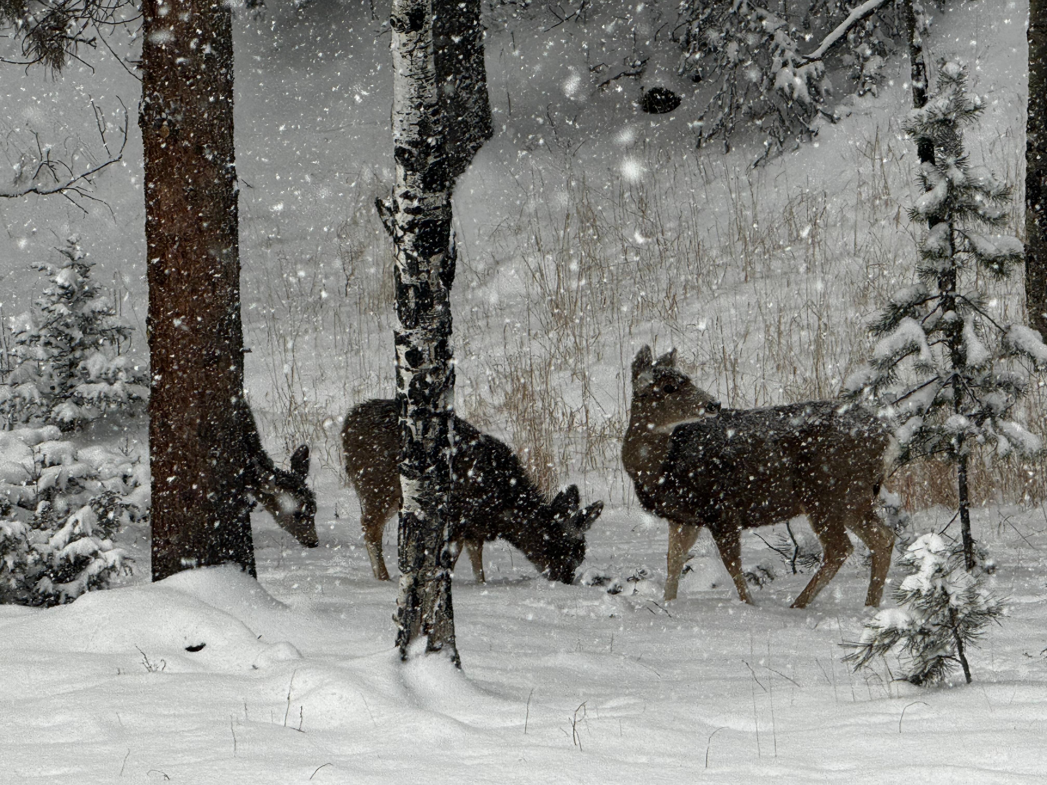 Wildlife on a snowy day on-site! 
