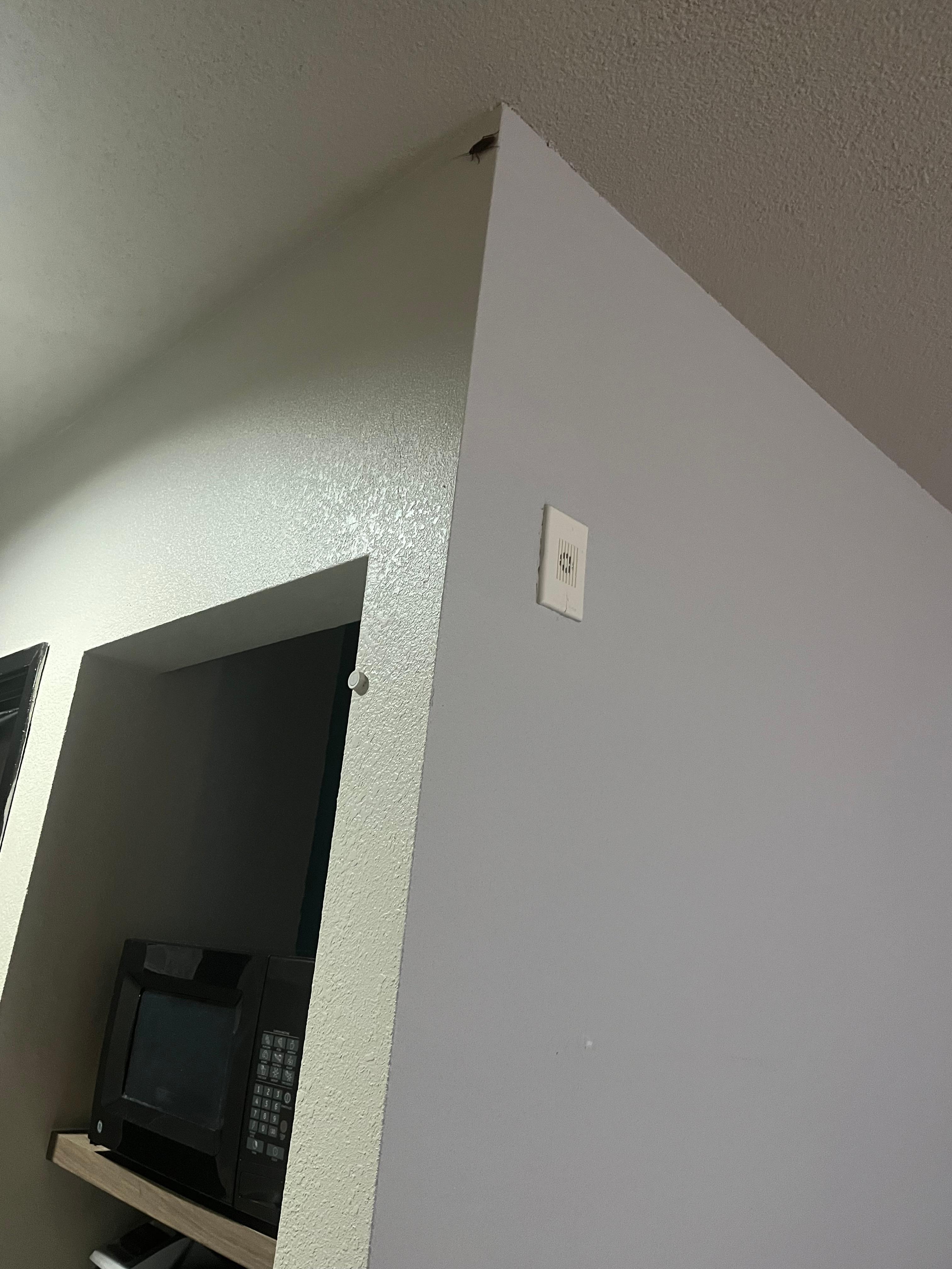 My initial view of the roach