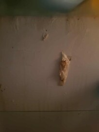 Alors la jolie spécimen dans le frigo je n'ai toujours pas su définir ce que c'est mais ca fait peur donc achat de boite plastique avec couvercle pour mettre mes affaires dans le frigo