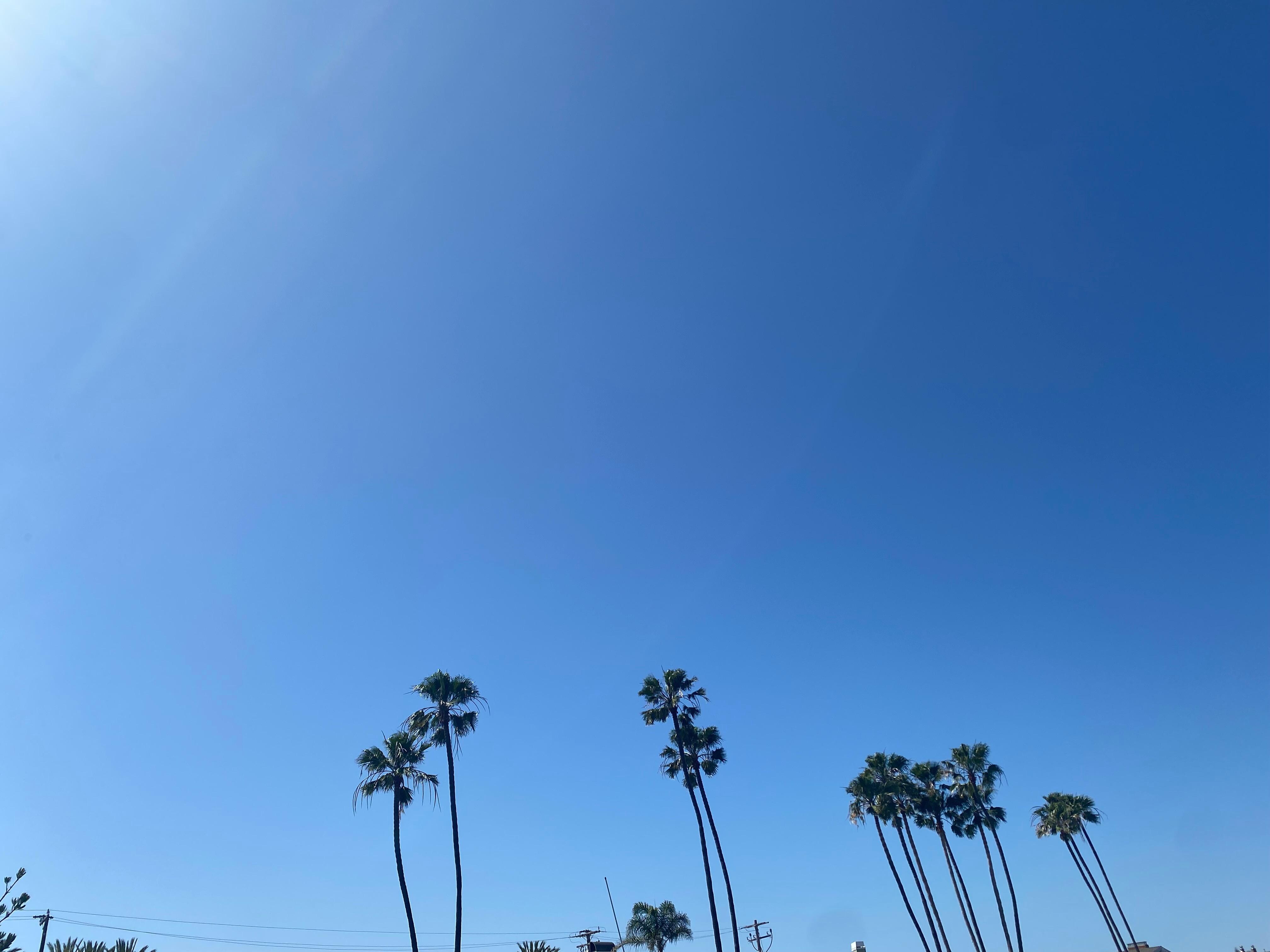 Blue skies and palm trees