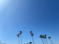 Blue skies and palm trees