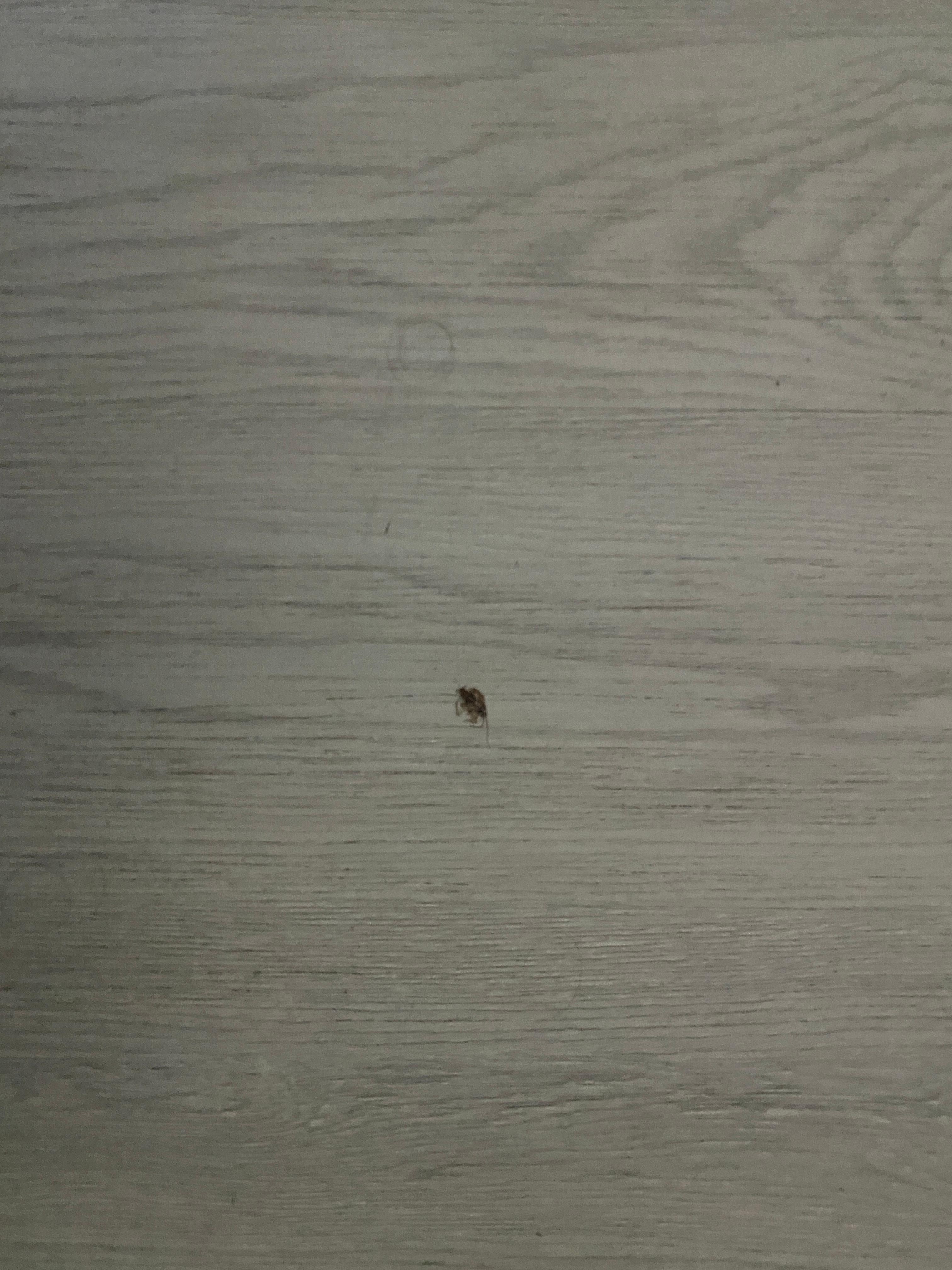 There was multiple roaches we saw and the gnats were bad too. 