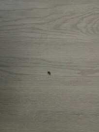 There was multiple roaches we saw and the gnats were bad too.