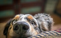 Max - the one dog welcoming committee.