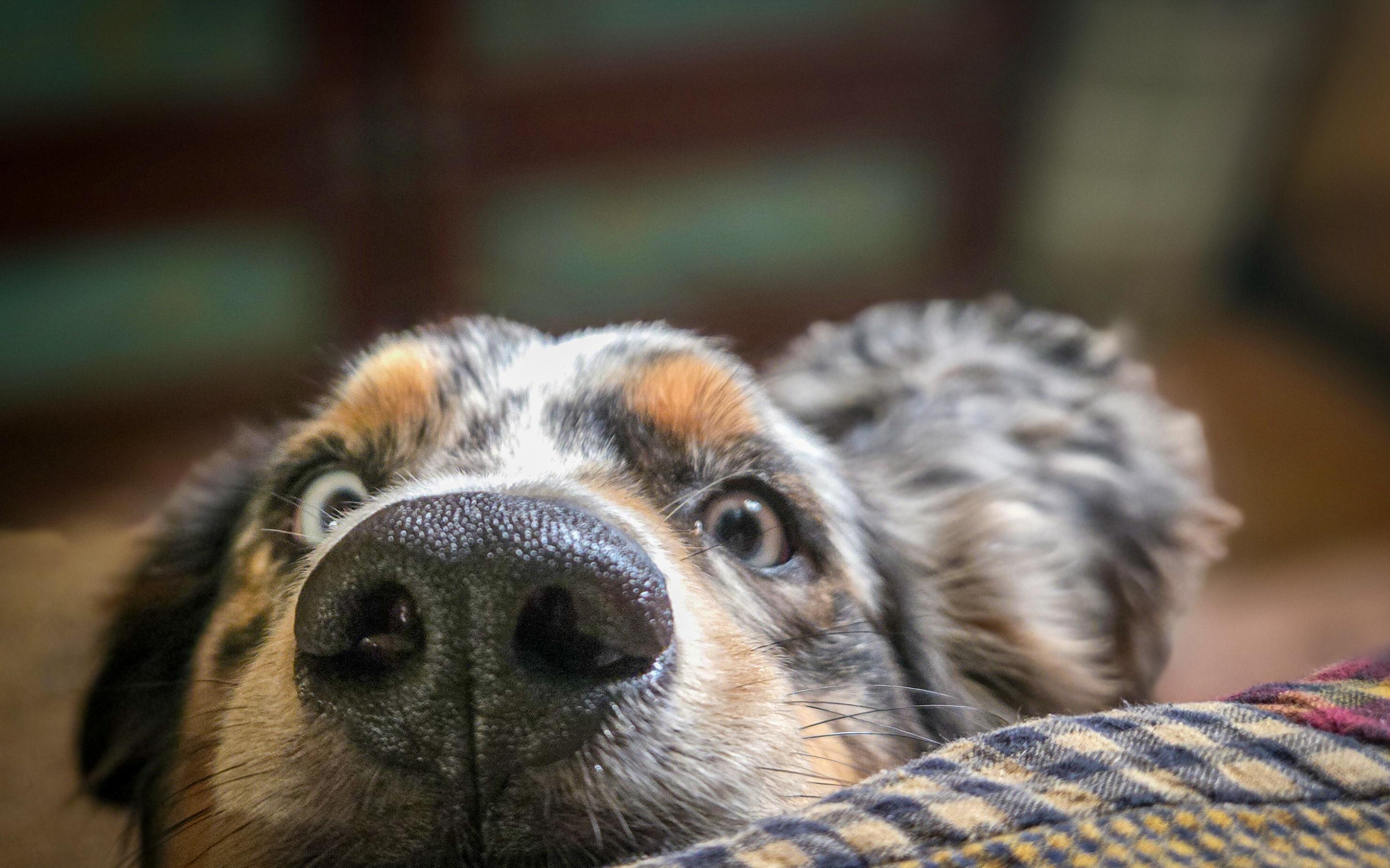 Max - the one dog welcoming committee. 