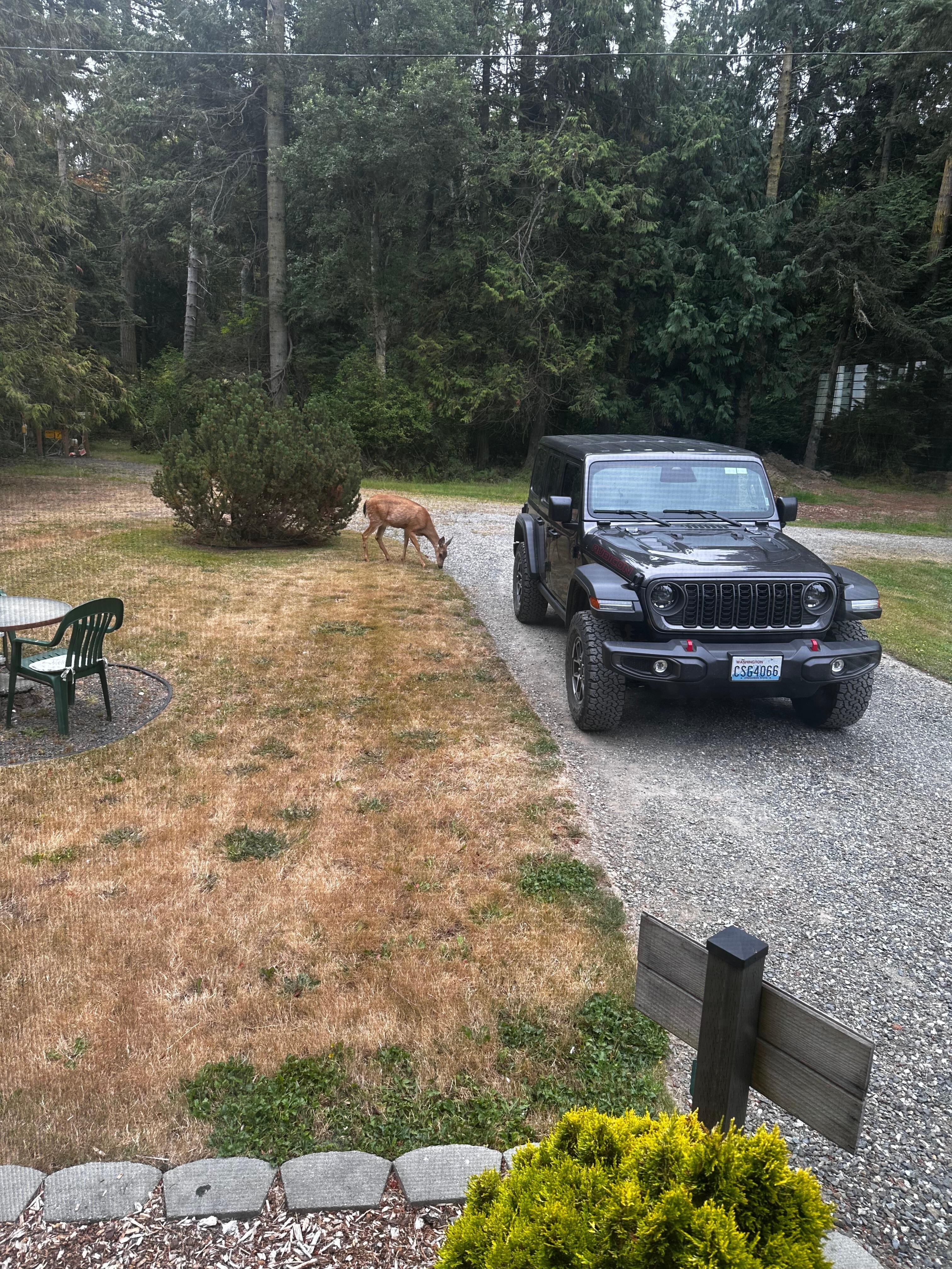 Deer on the property 
