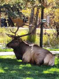 Downtown 5 minutes from the cabin