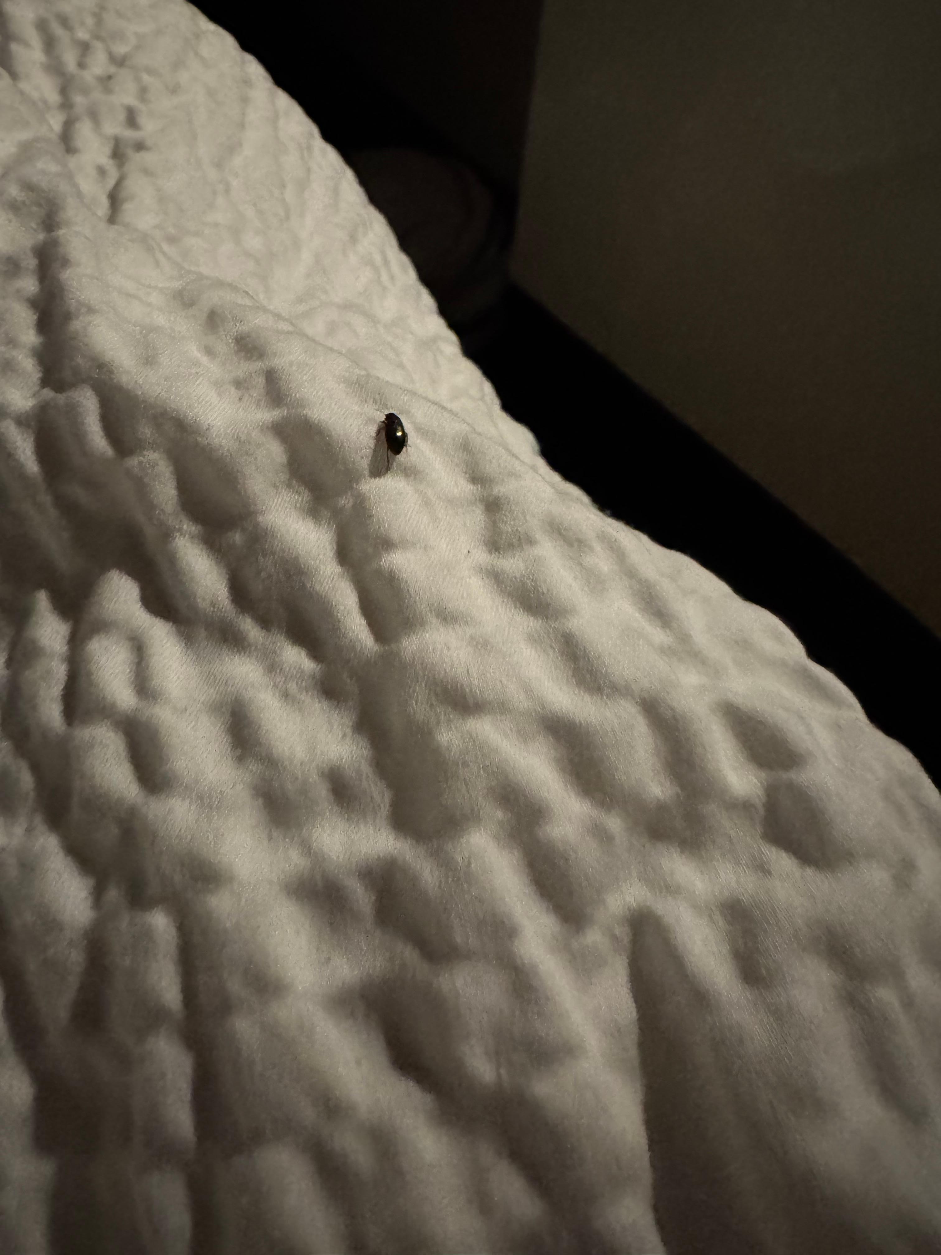 Insect on bed 